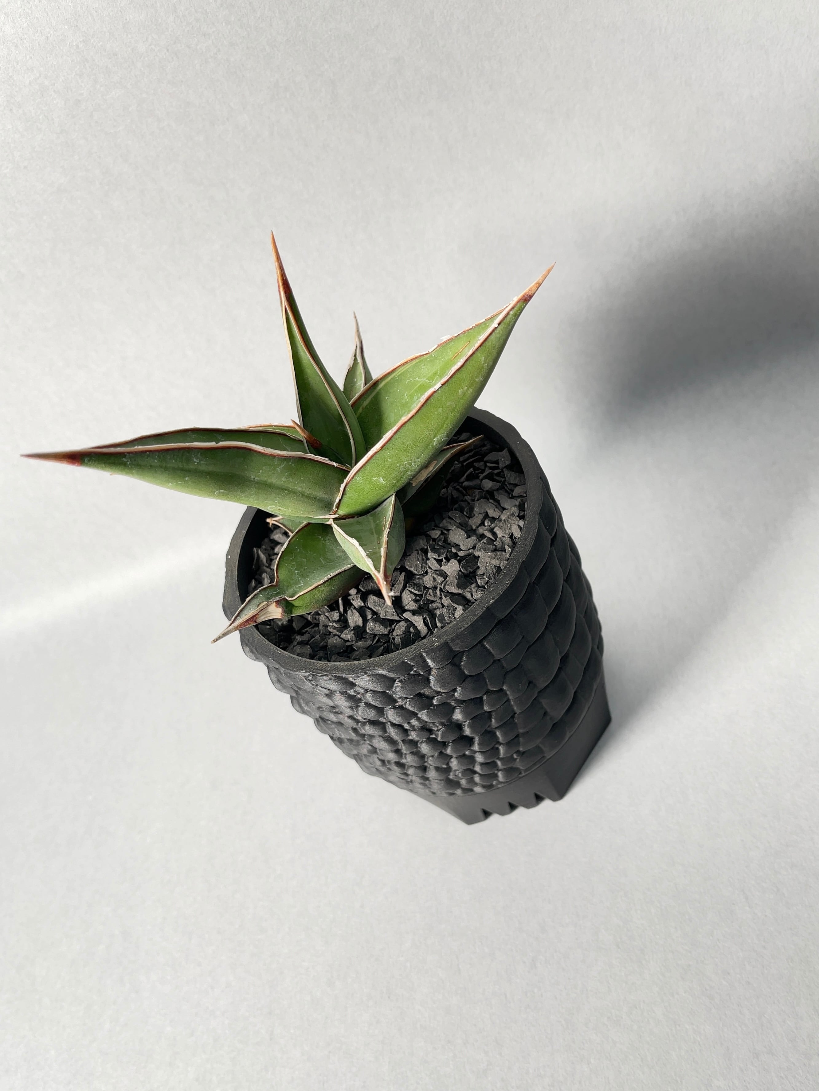 サンセベリア・ピングイキュラ | trigger