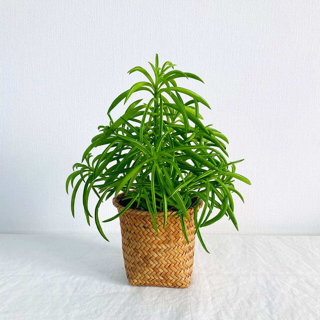 手織りかご サイズS