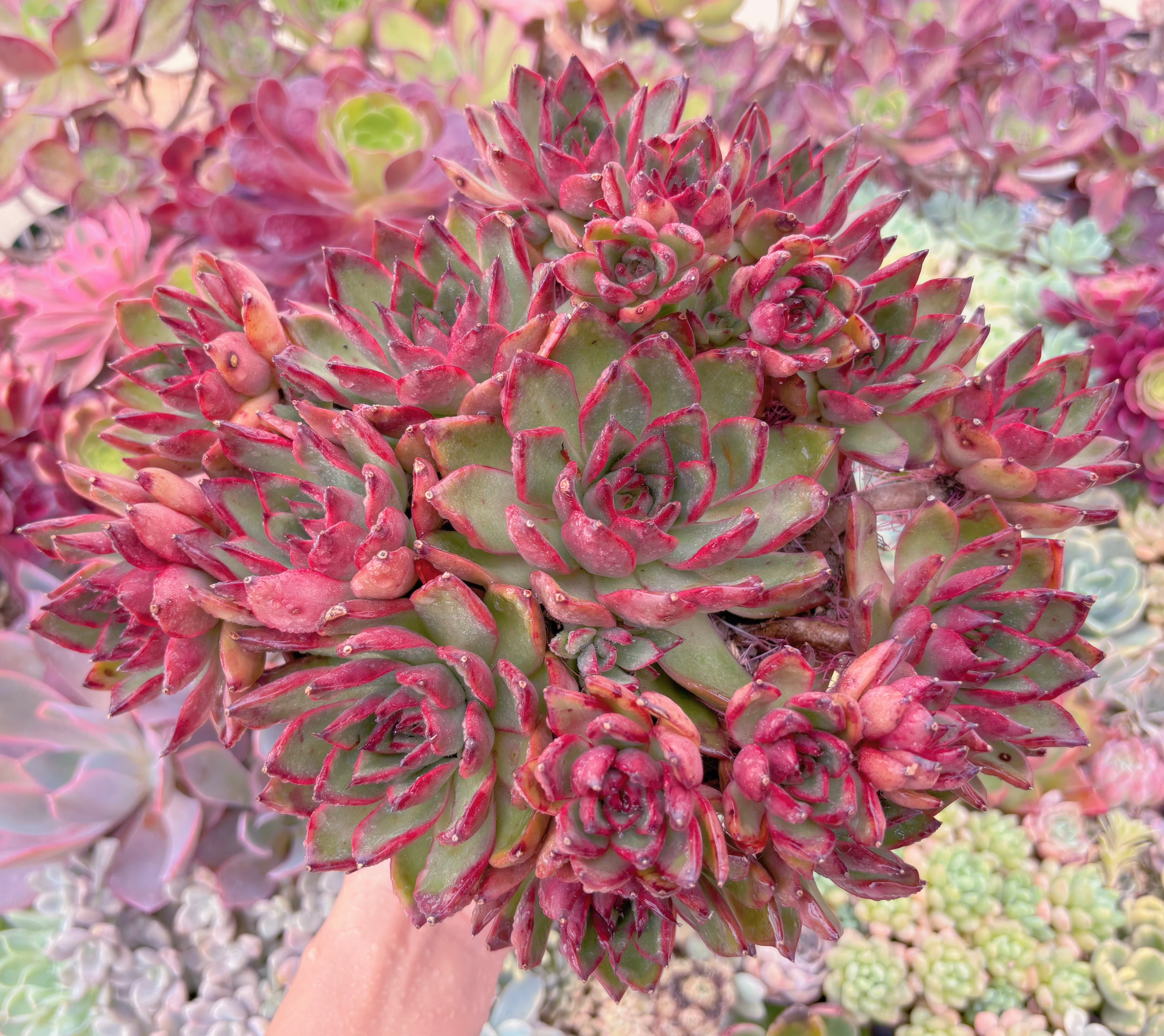 現品　Wild Horse#D01　特大大群生　るる農園