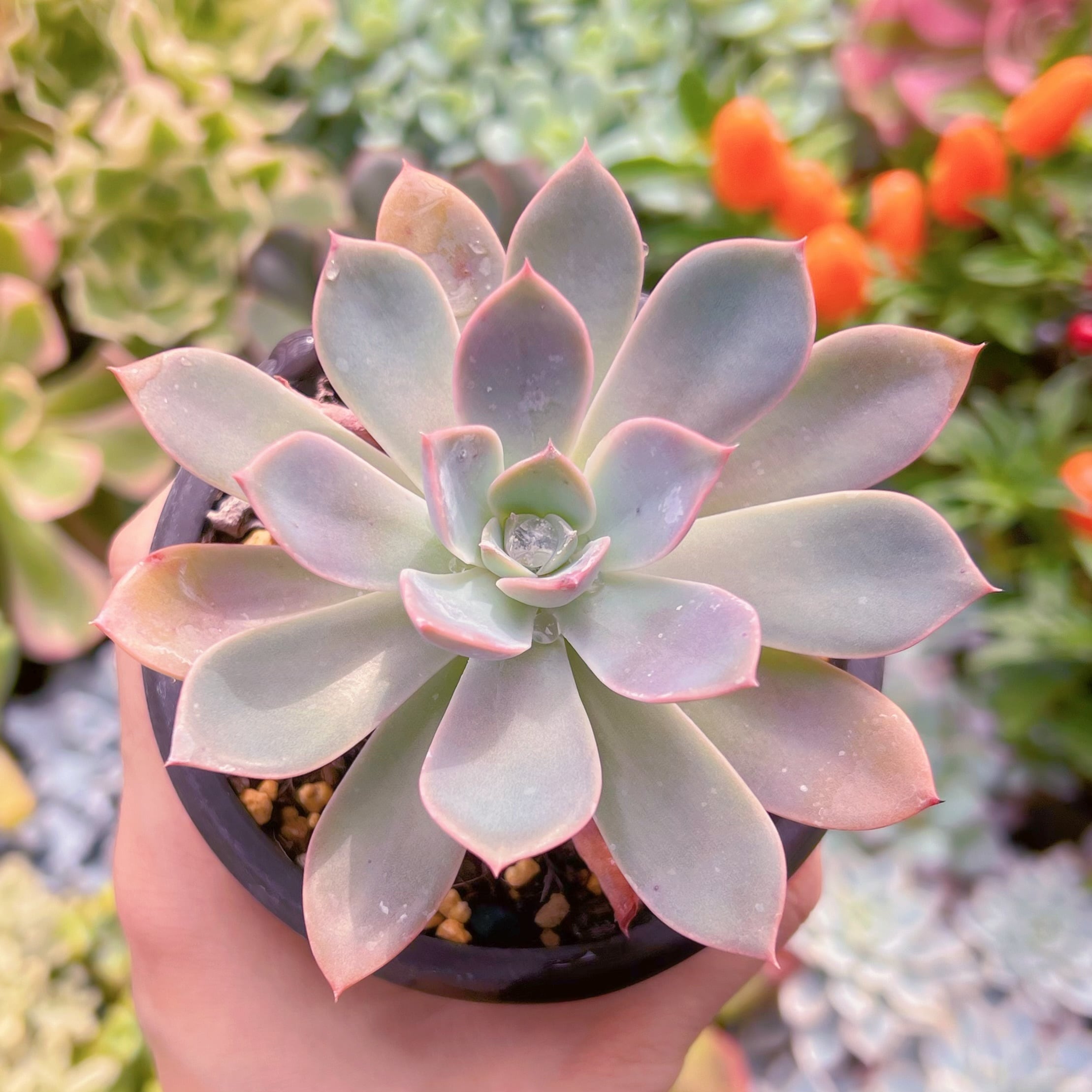 多肉植物　リットルフェアリー　古株