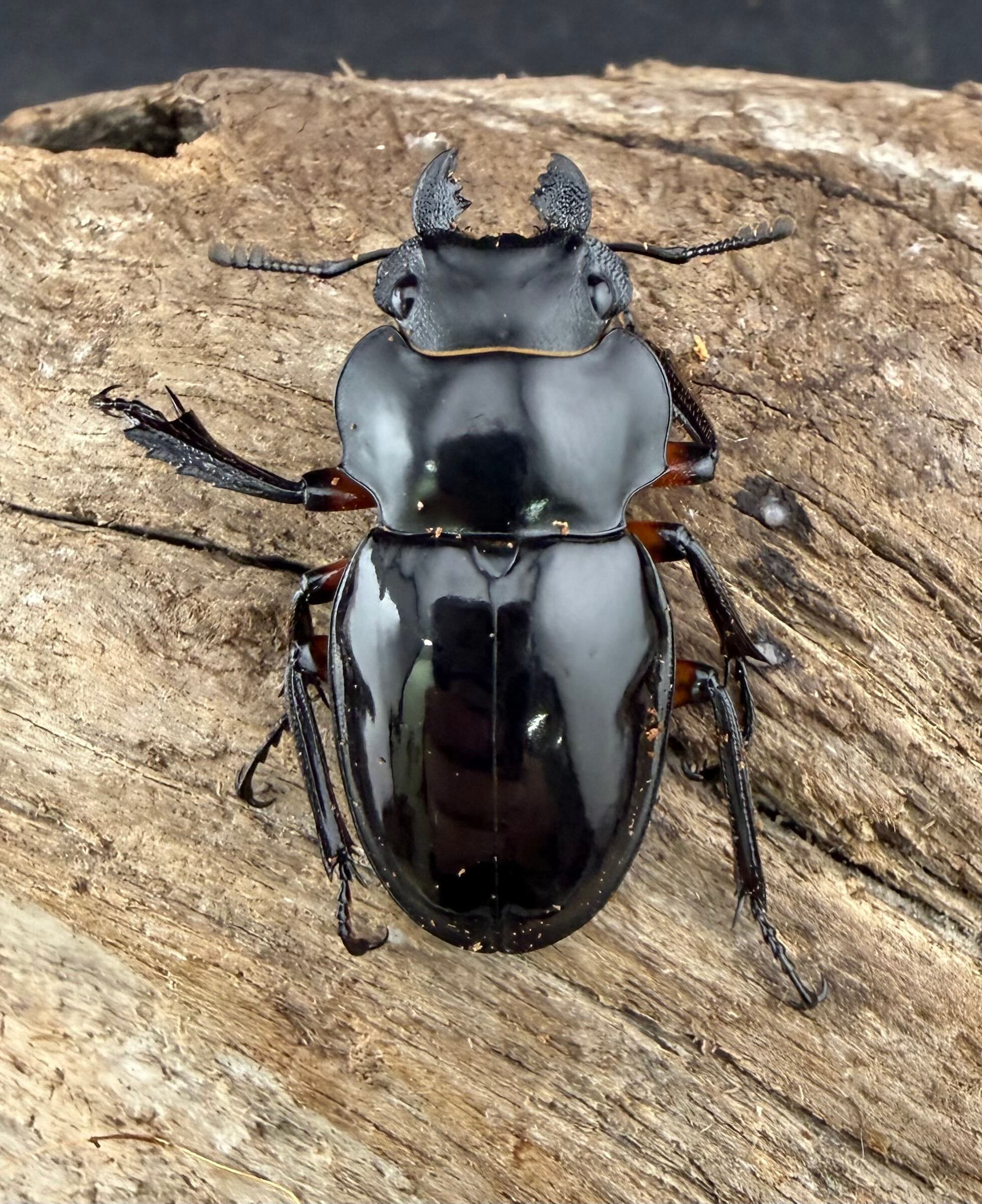 WD】《インペリアリスツヤ亜種komorii バタラザ産 66mm ペア》 | KPW