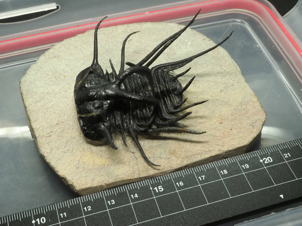 非対称！奇形or喰われ？三葉虫【Dicranurus monstrosus】モロッコ王