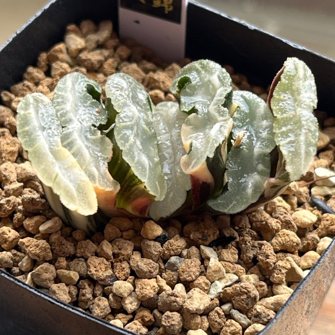 ハオルチア 天空の鏡錦(微発根)② | mocono_plants_shop ハオルチア 天空の鏡錦(微発根)② | mocono_plants_shop