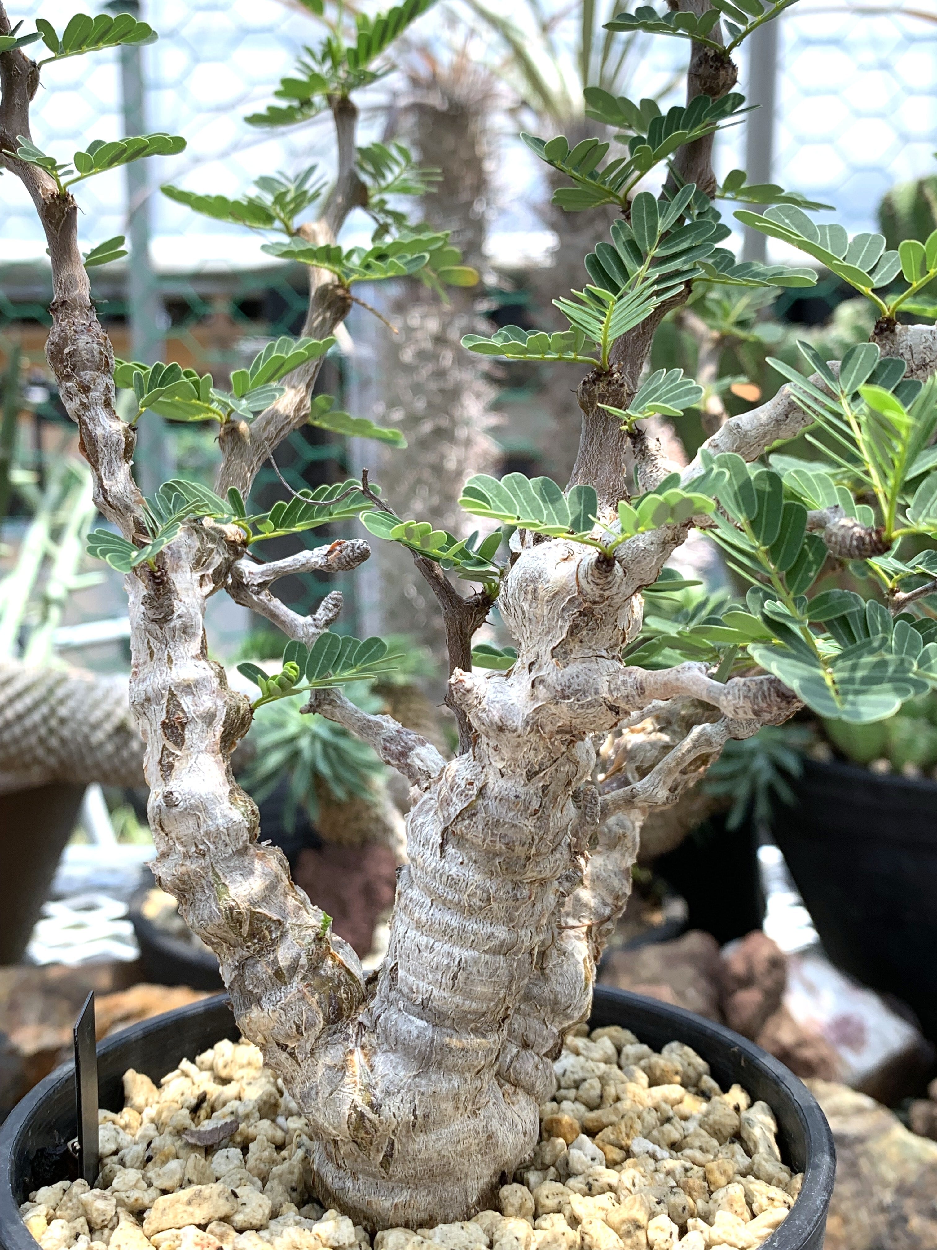 センナ メリディオナリス 29【送料着払い】 | CACTUS330