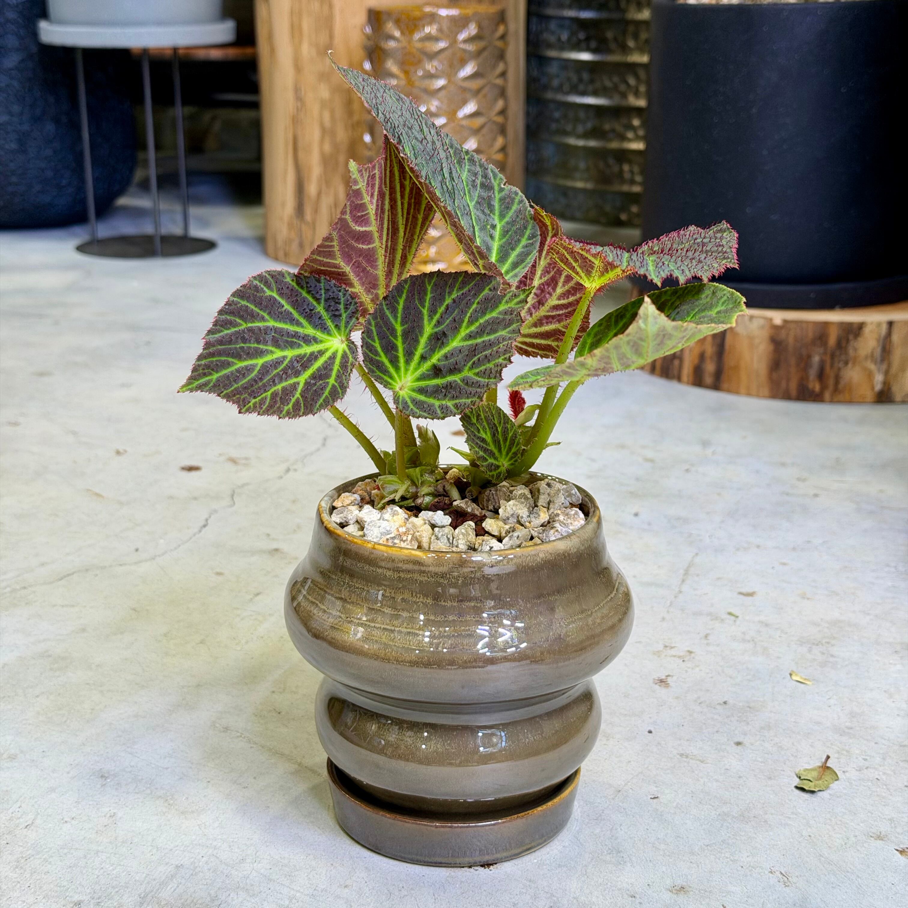 ベゴニア・クロロネウラ | barrelplants_BONSAI