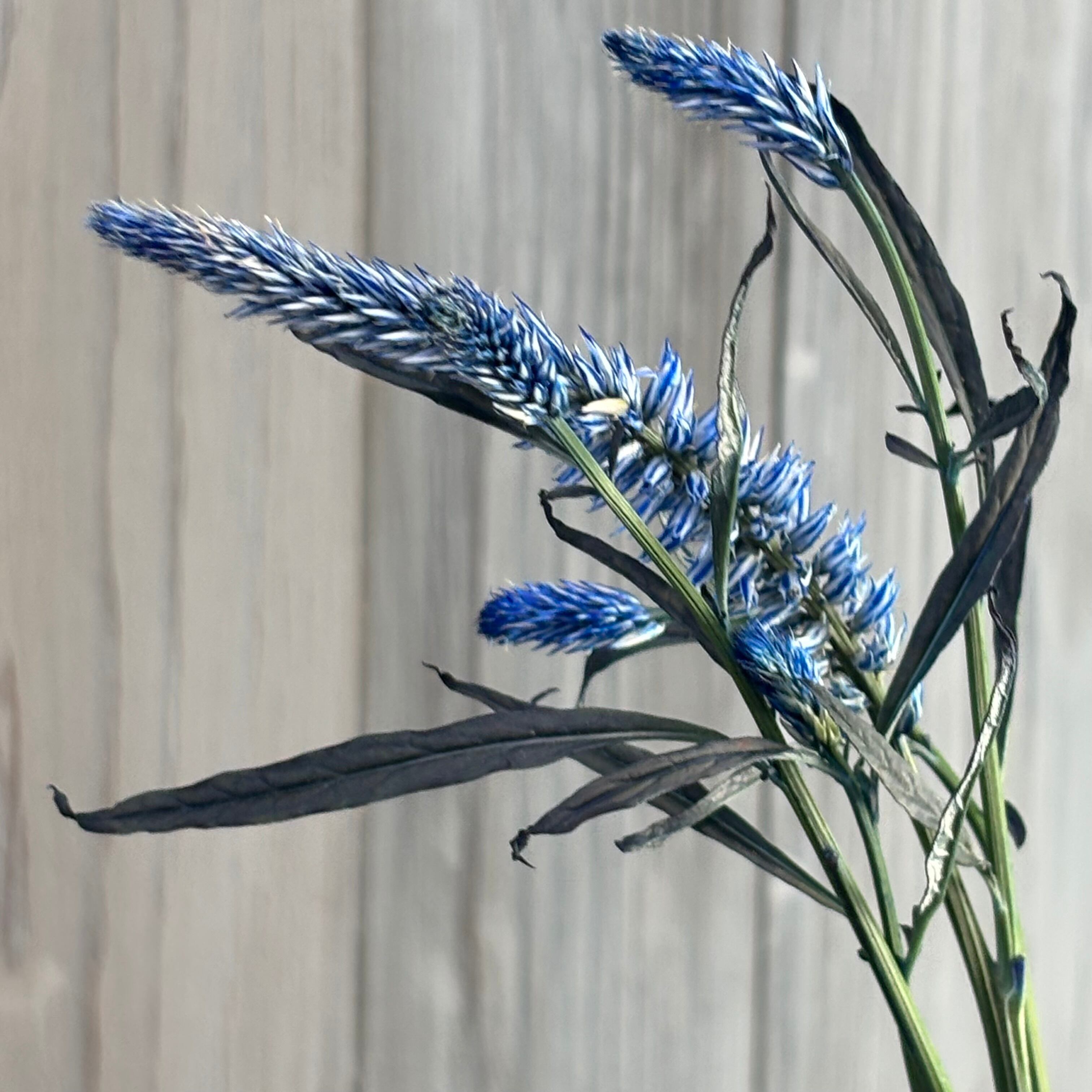 染めケイトウ 京の花染め藍色 10本 黒川花卉園芸 | 新鮮お花問屋 Jp