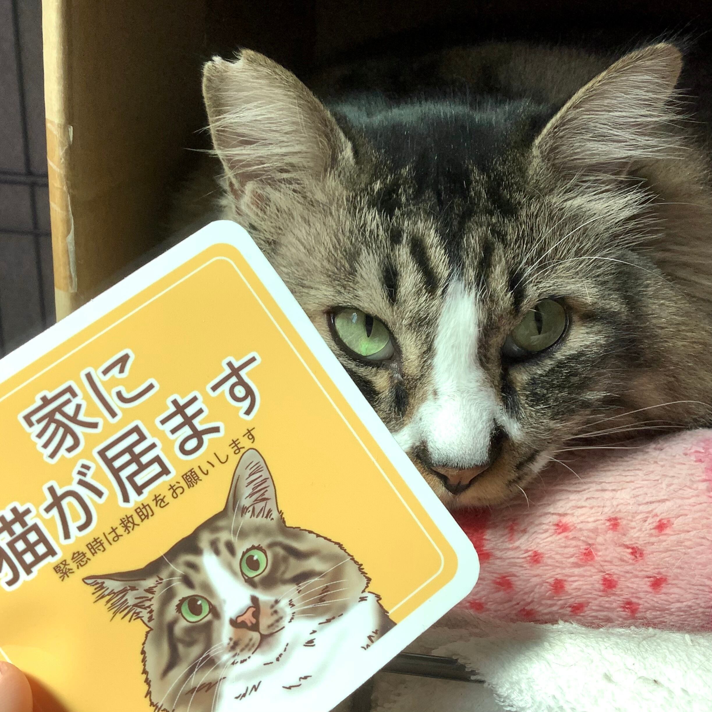 オーダーメイド》ペット・動物の似顔絵 ＊ 2枚セット/うちの子