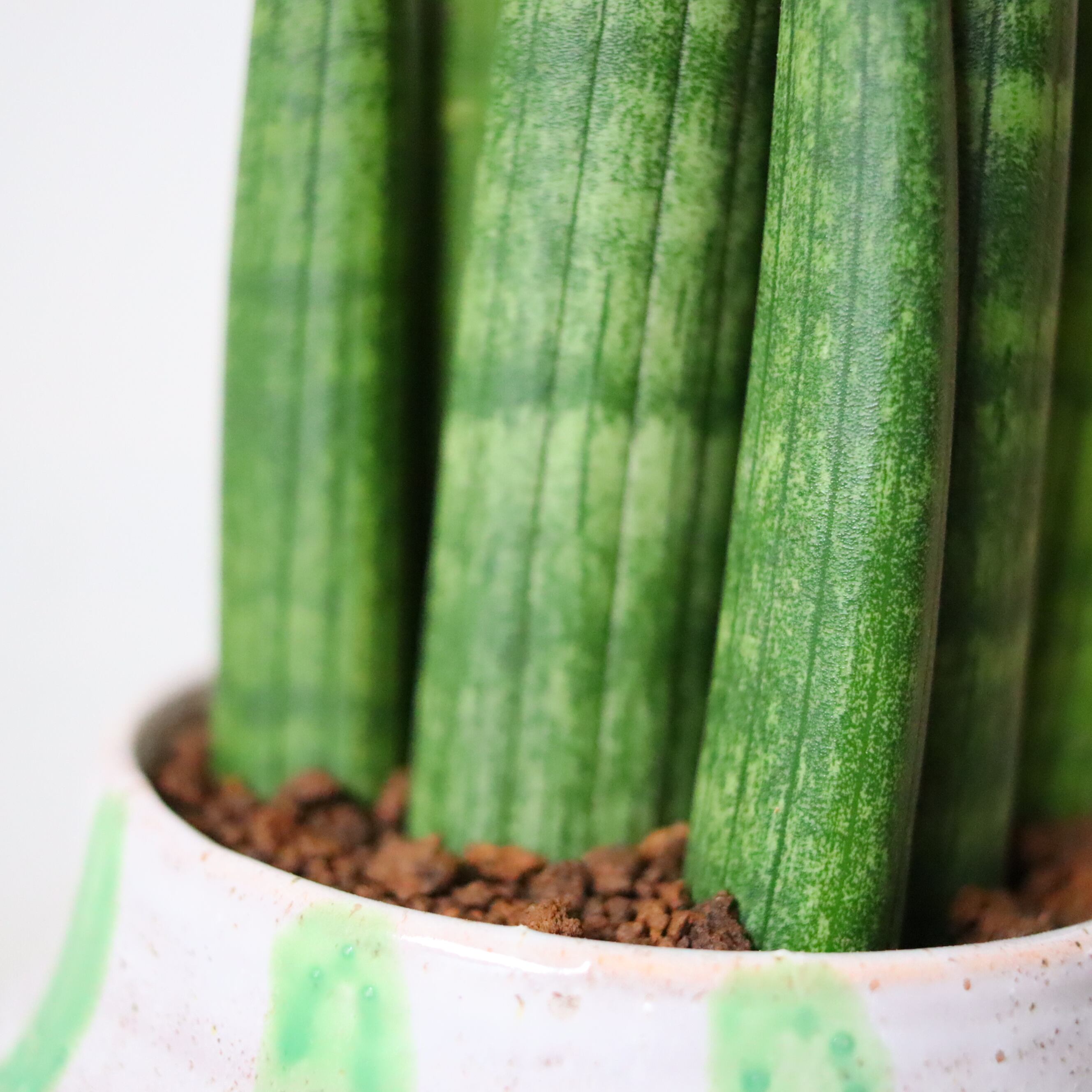 サンスベリア スタッキー（25cm） | 植物屋 fytó