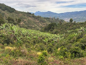 浅煎 ホンジュラス　アンヘル アルトゥーロ　400g