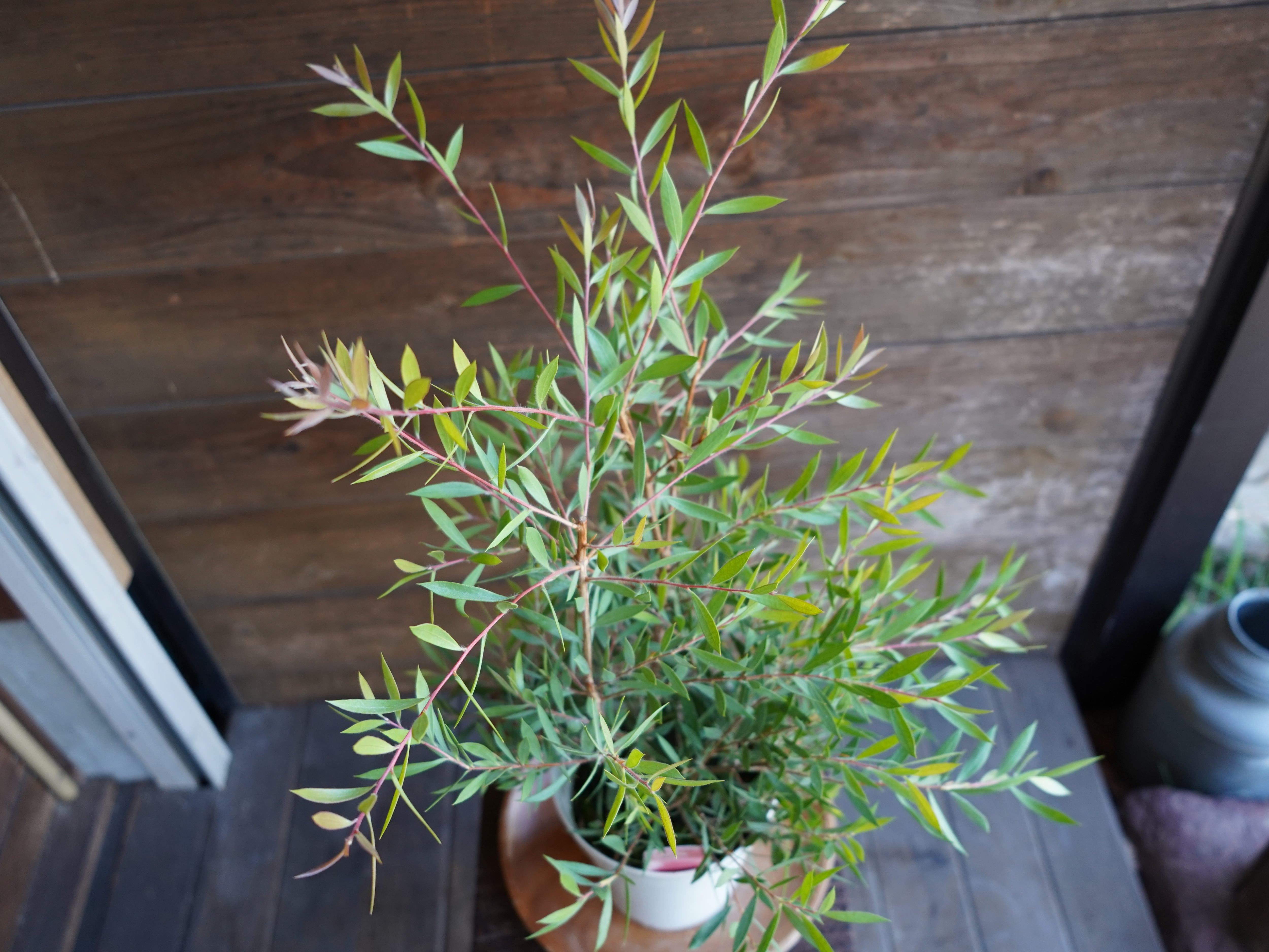 【現物】カリステモン ”パープルスプレンダー”