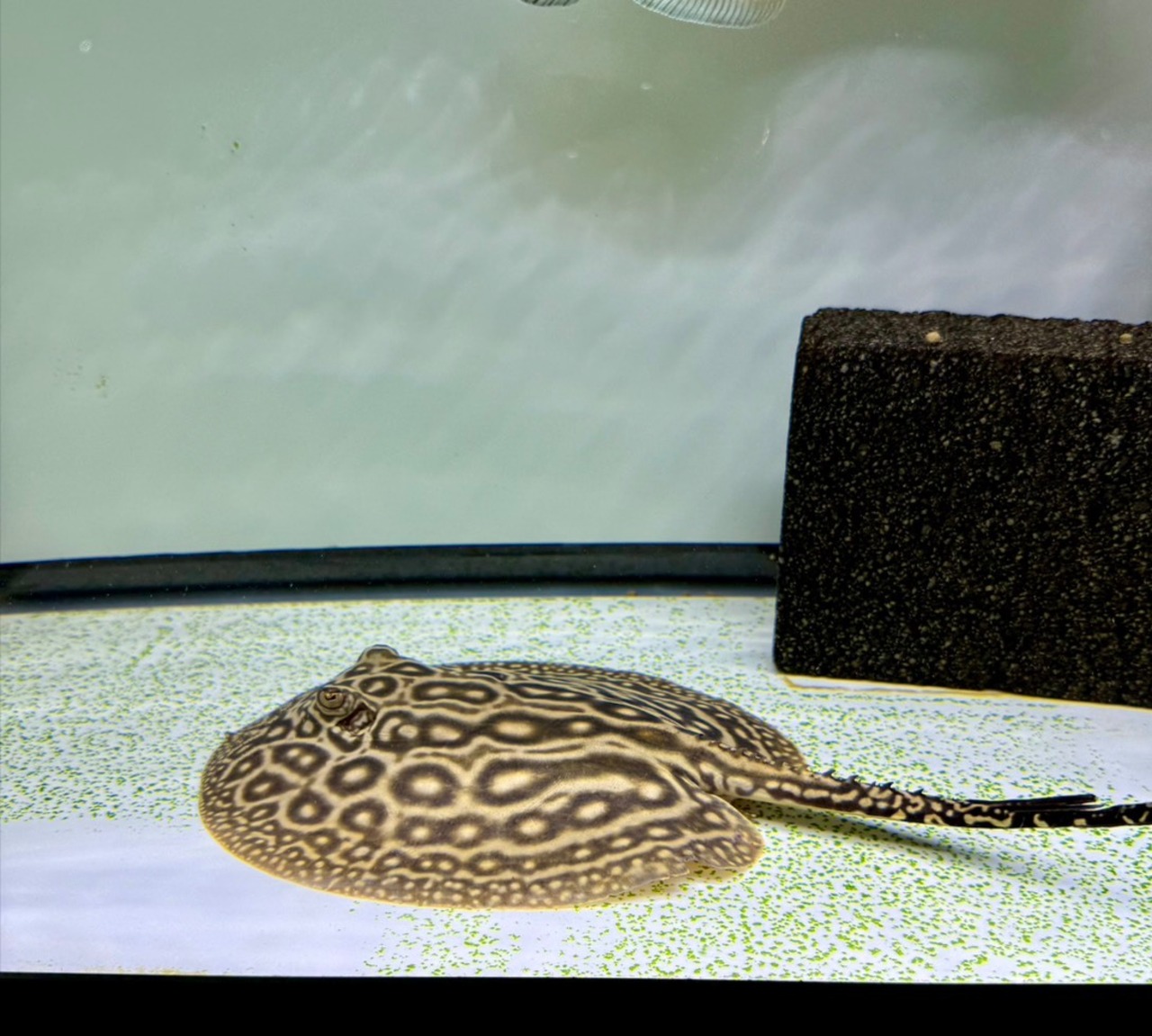 クロコダイルスティングレー♂ - 1