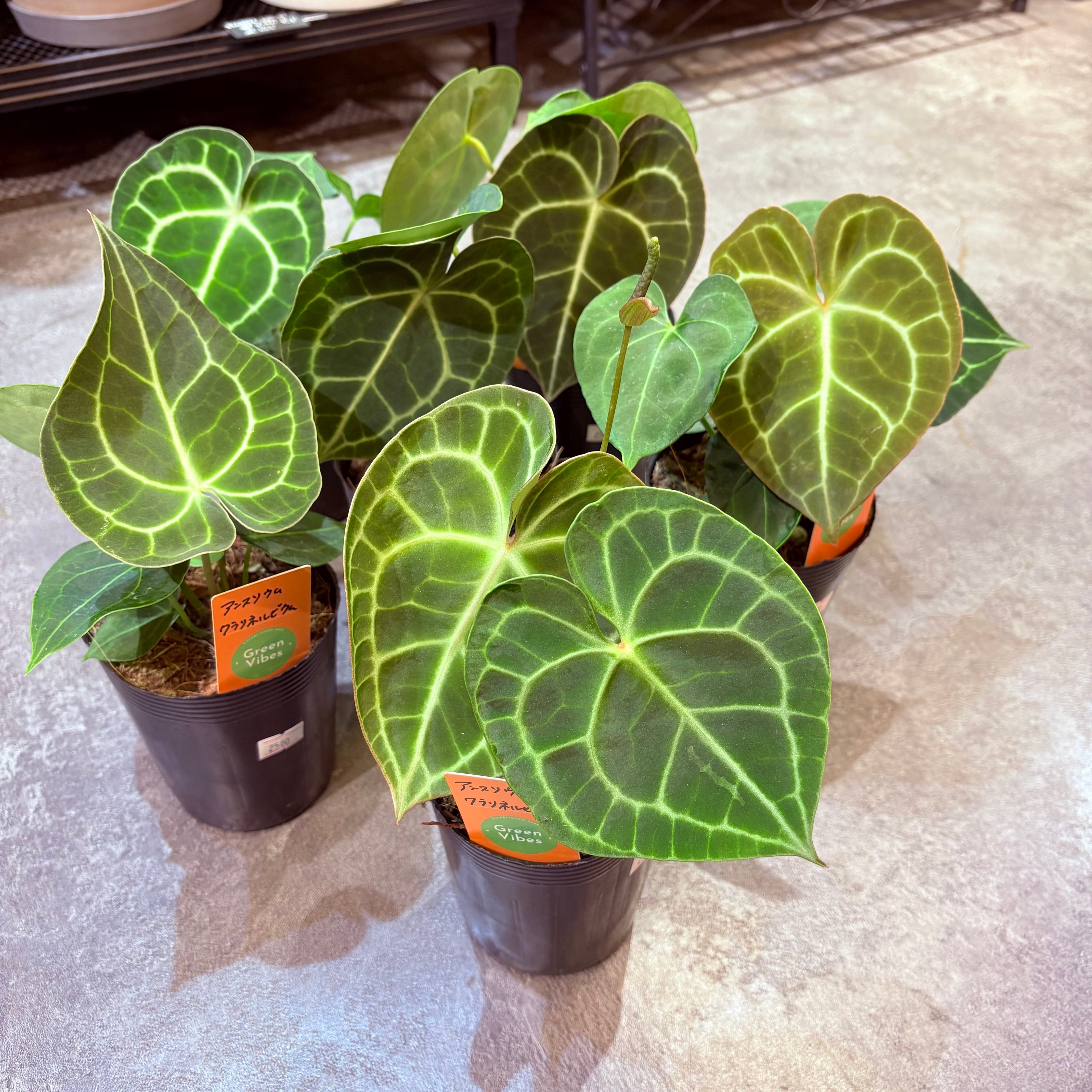 アンスリウム クラリネルビウム 3.5号 | Green Vibes 宇都宮市の観葉