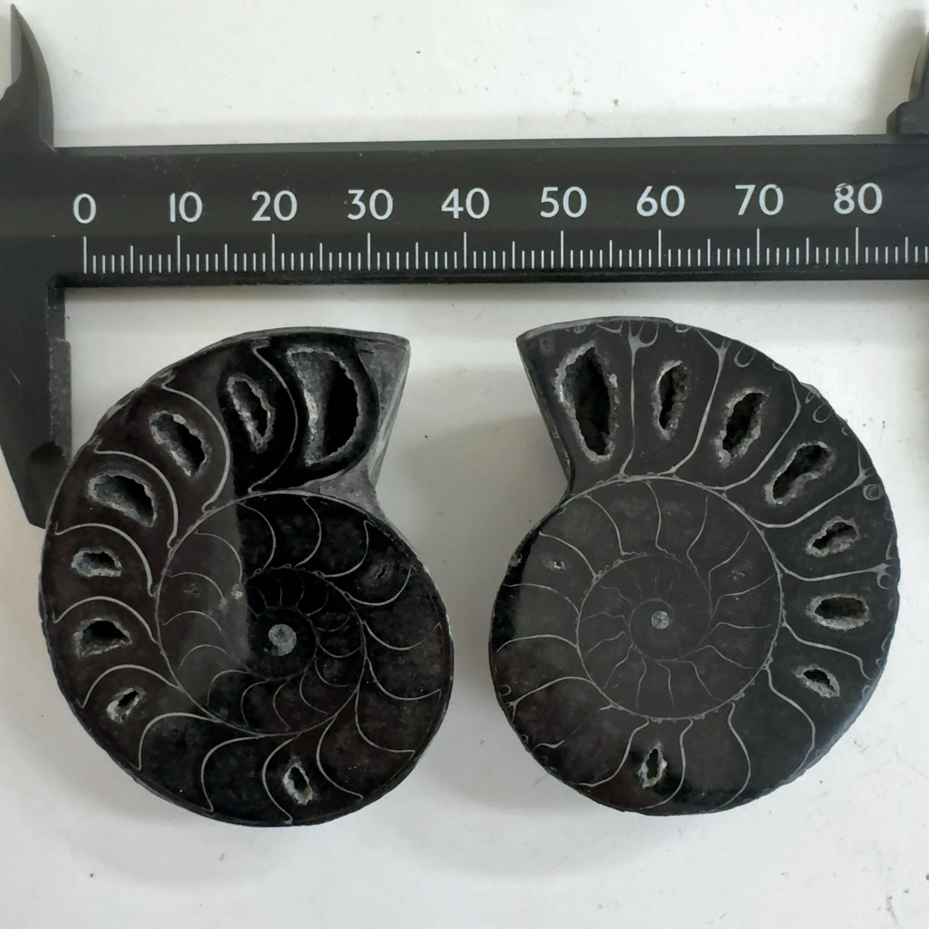 18 化石　アンモナイト Amazon | ロシア産 アンモナイト パイライト 化石 70mm 36.9g