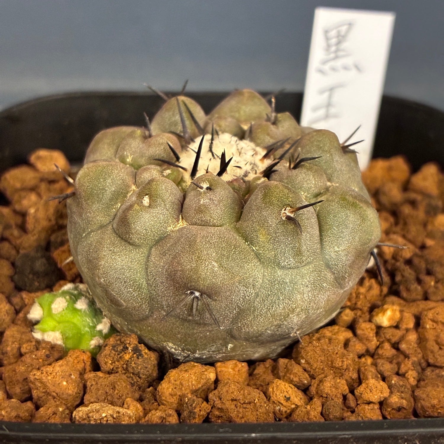 Copiapoa】サボテン コピアポア 黒王丸実生【857】 | PROTOLEAF プロト