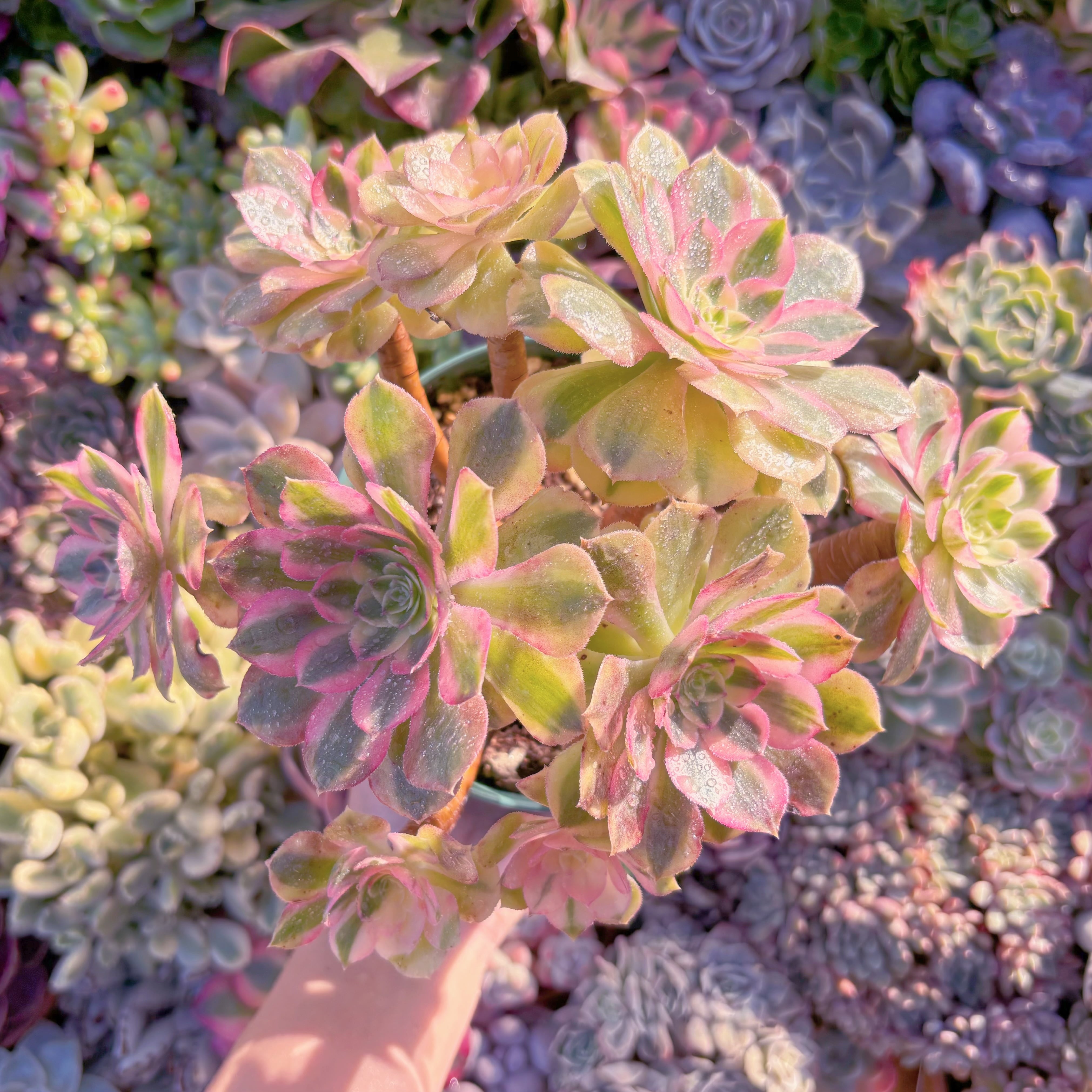 現品　ハロウィン白錦#M138　大群生　るる農園