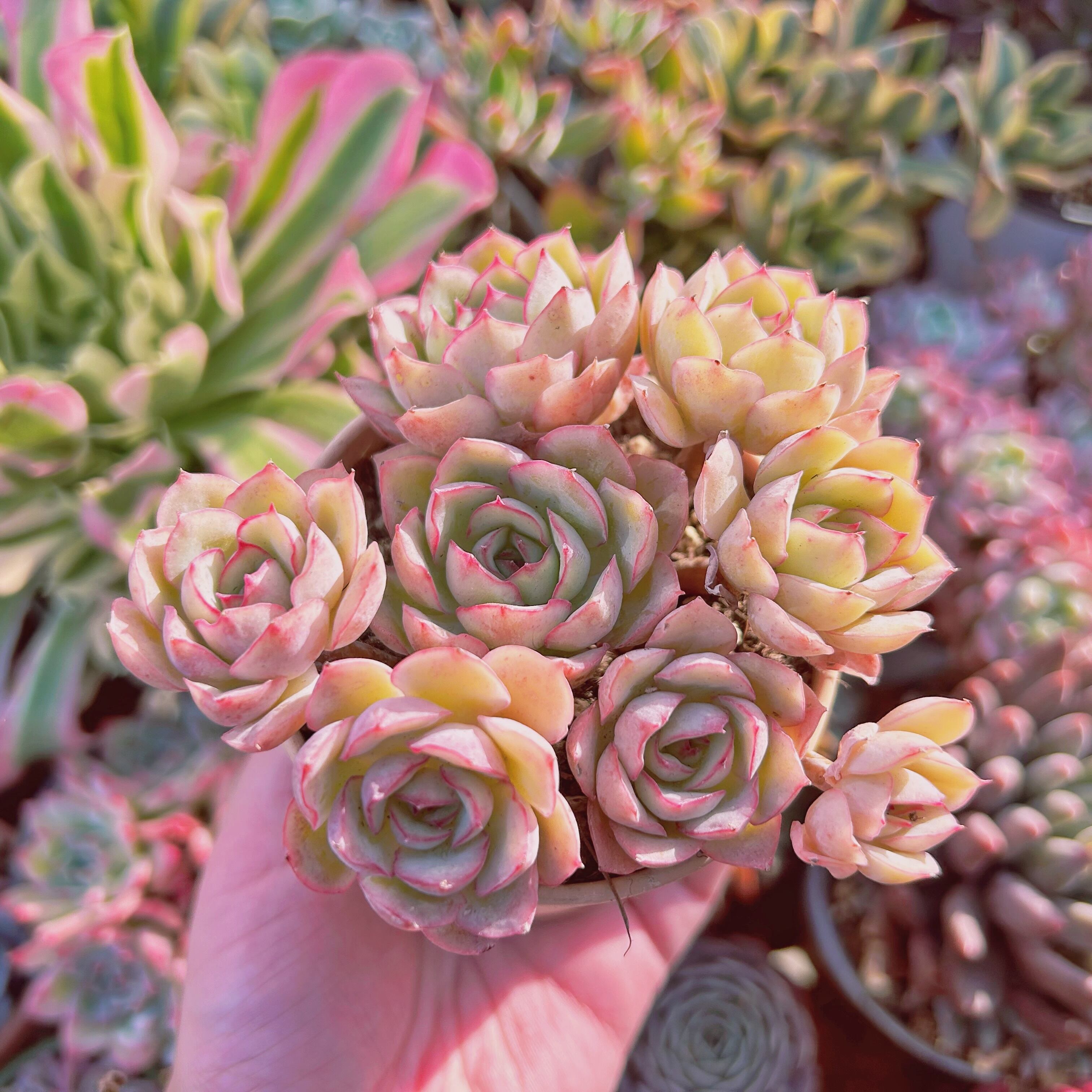 現物　多肉植物　オスタラリアクィーン　特大