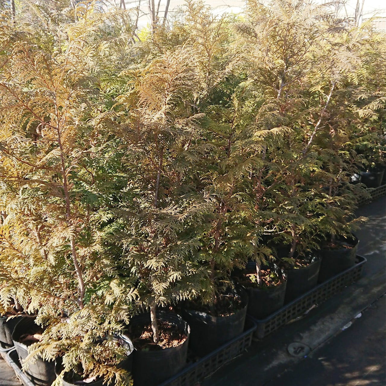 サワラ（地植え） | 連大植木