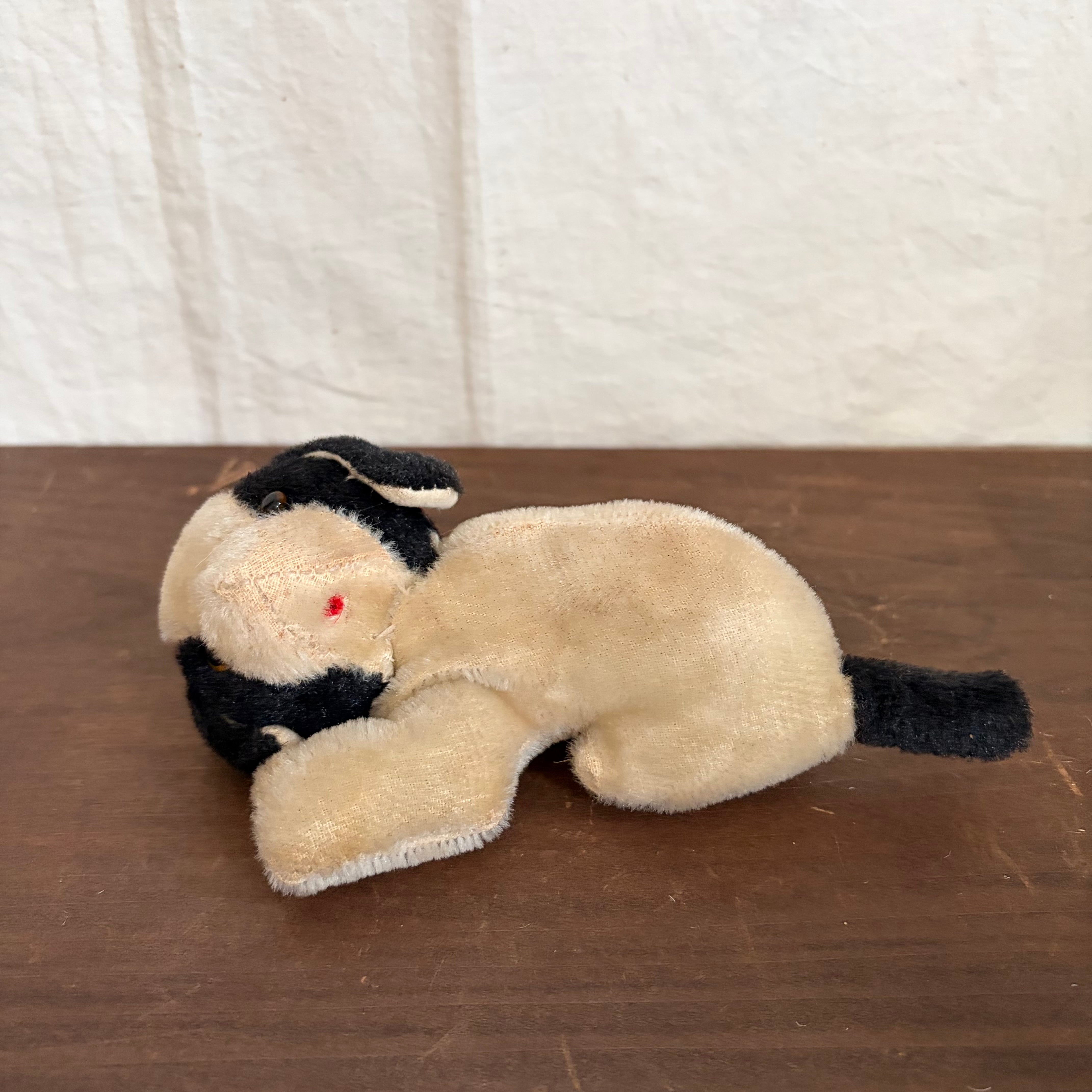 すやすやわんこ