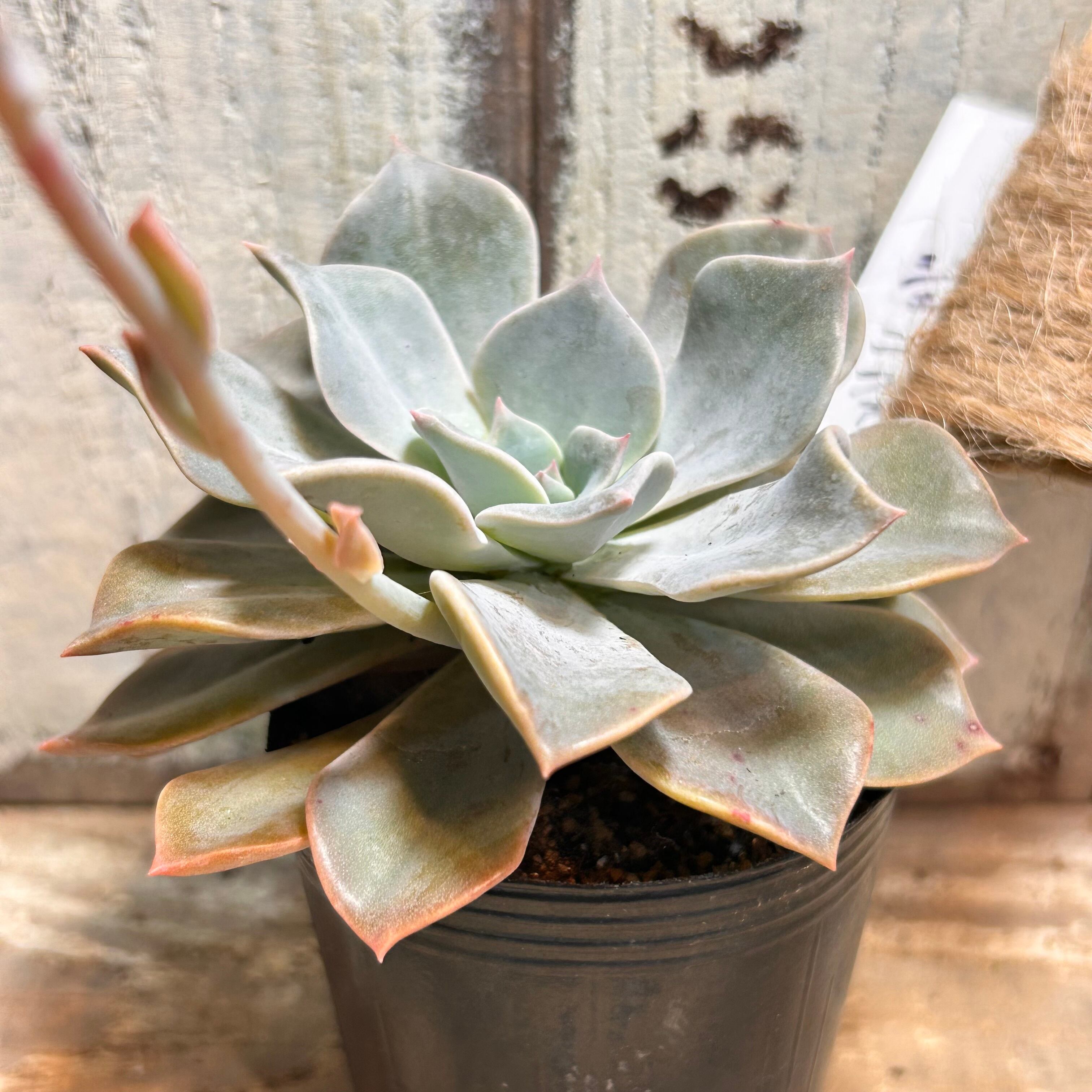 ジェニファー | RuPo 多肉植物専門店