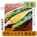 【9月いつでも発送】ヤツガタケナマトウモロコシ「キイロトシロ」5本