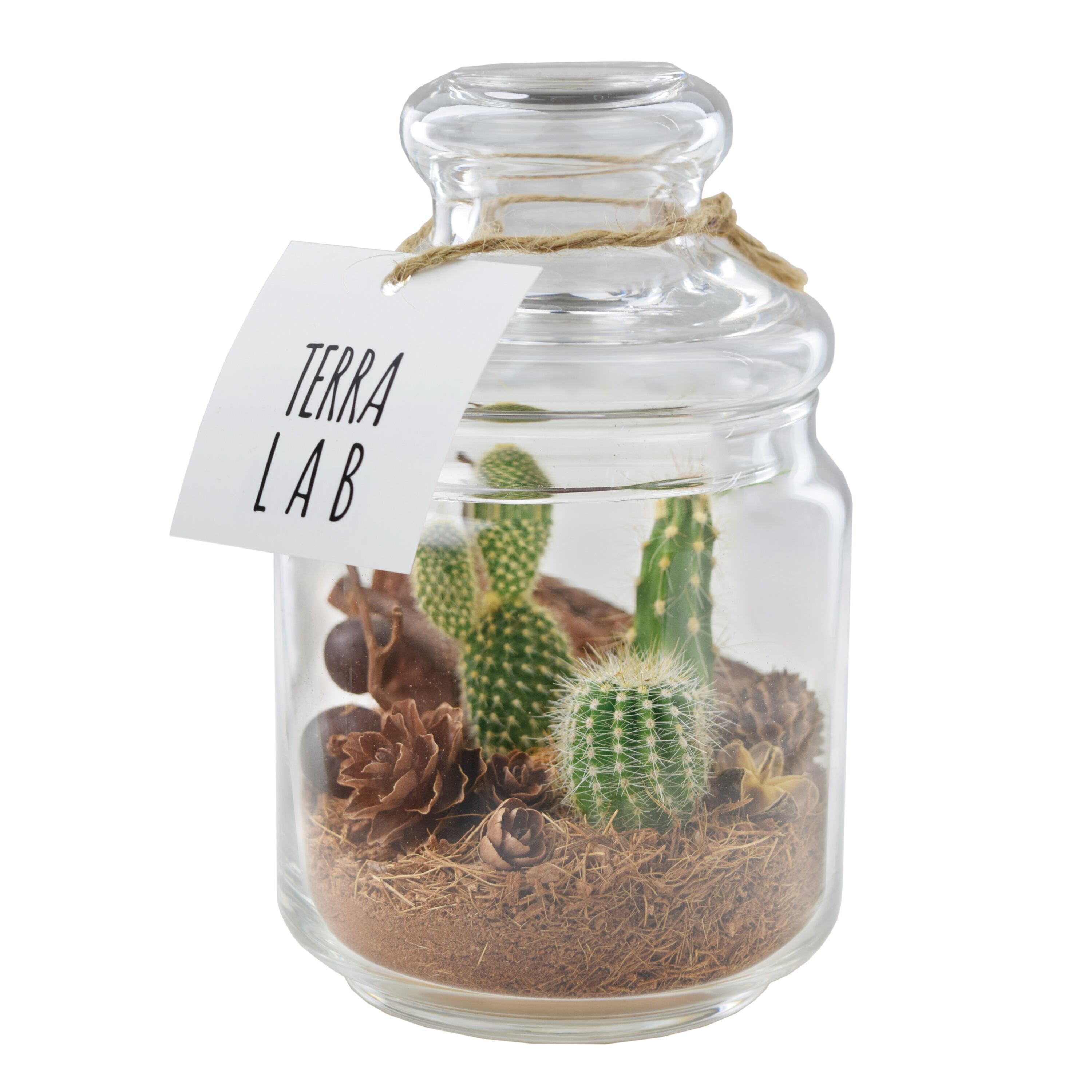 サボテンテラリウムdiyキット Terra Lab Online Shop