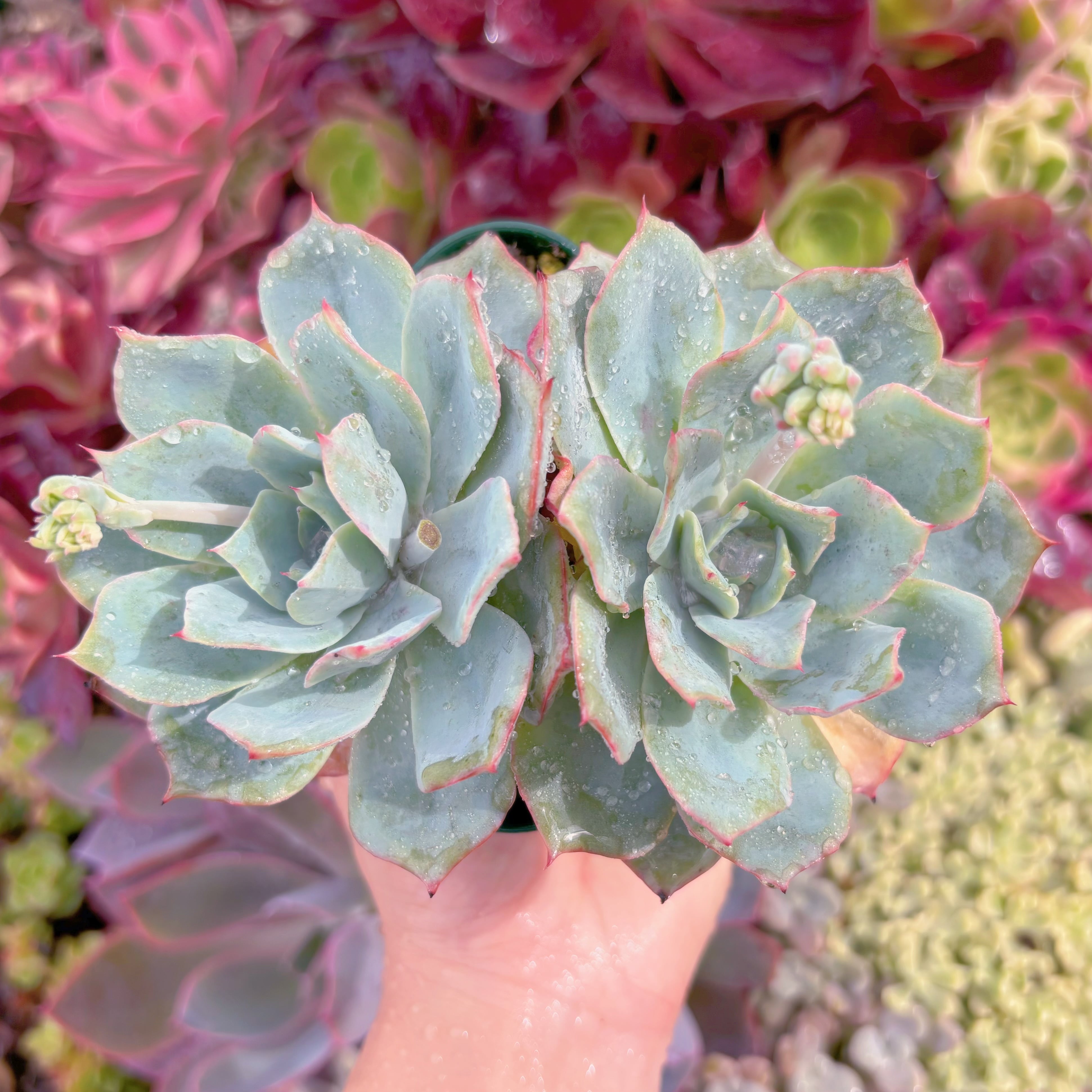 現品　ロザニー#D19　群生　るる農園