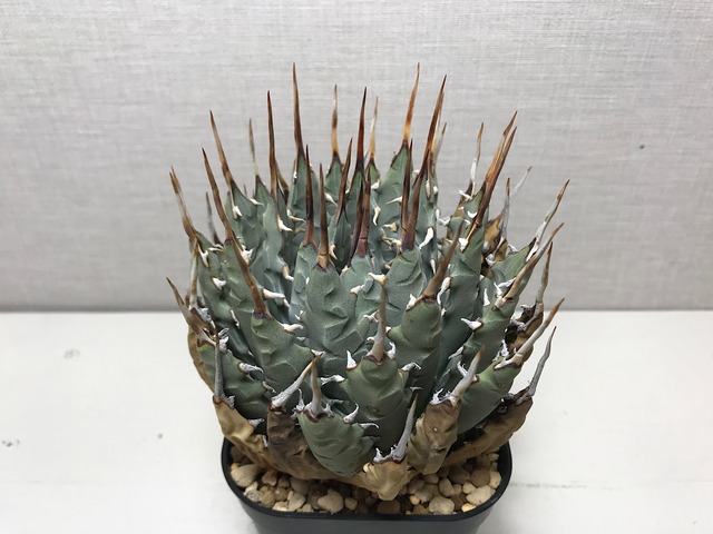 アガベ ユタエンシス エボリスピナ