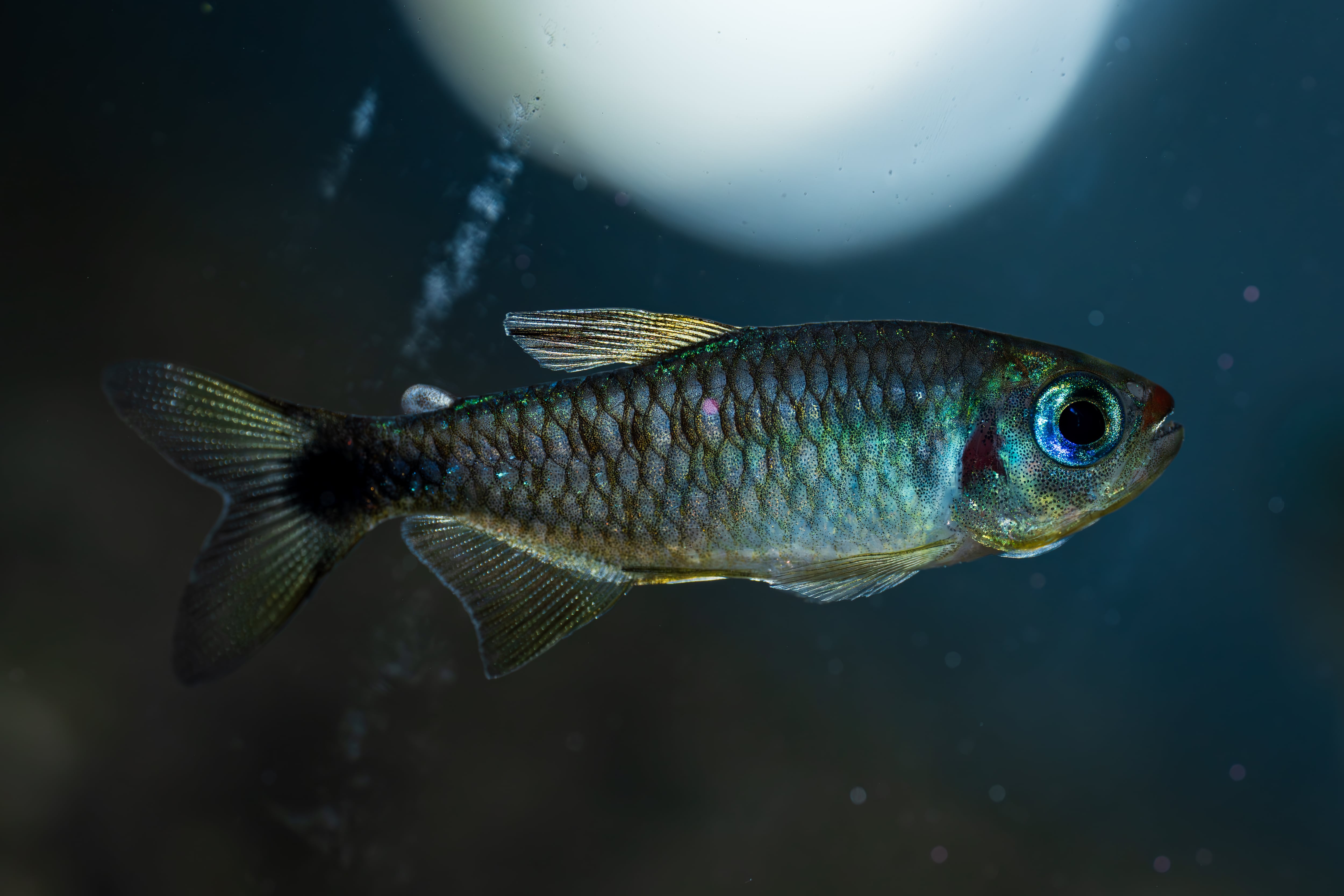 Bucephalandra sp. Upper pearl midnight blue original location【水