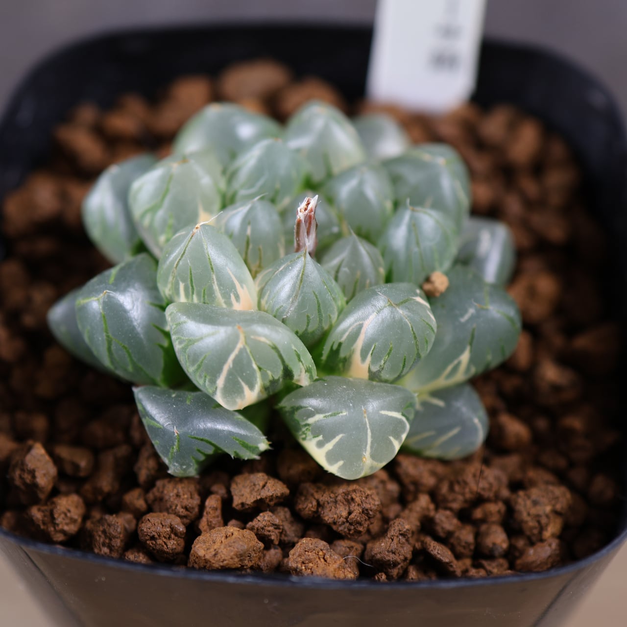 H*C様 多肉植物 ハオルチア　オブツーサ錦 水中月錦 糊斑 超美品 25株セッ 640『ハオルチア オブツーサ錦 水中月』観葉植物【送料無料】 | MARX