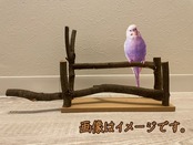 ジャワツリー　バードジム　卓上　バードスタンド　鳥　インコ c0daebf03ca4c710af24d2e73ec4f9