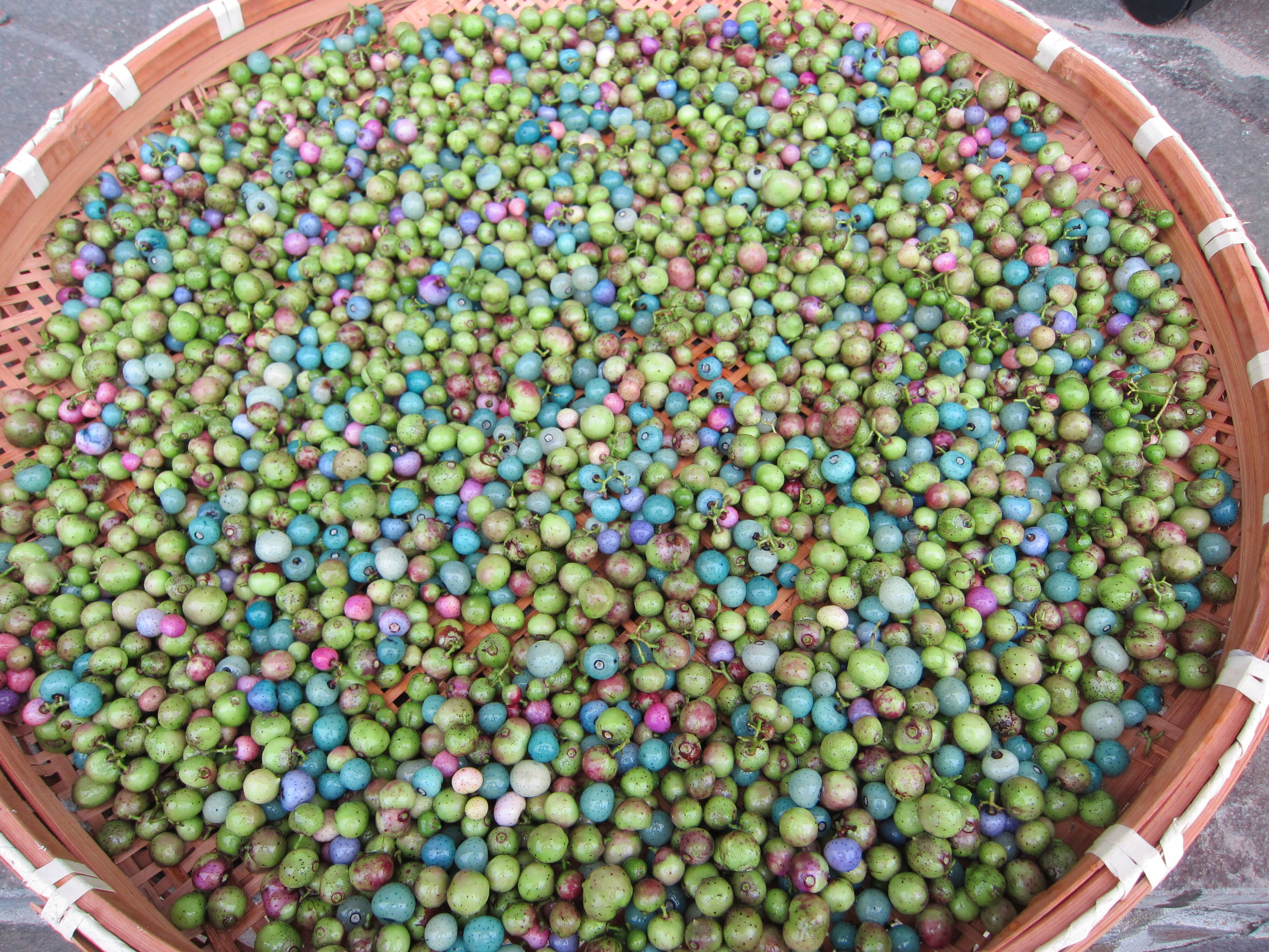 馬ぶどうの実400g(冷凍) | 菜っぱ屋 利久 馬ぶどうの実400g(冷凍) | 菜っぱ屋 利久