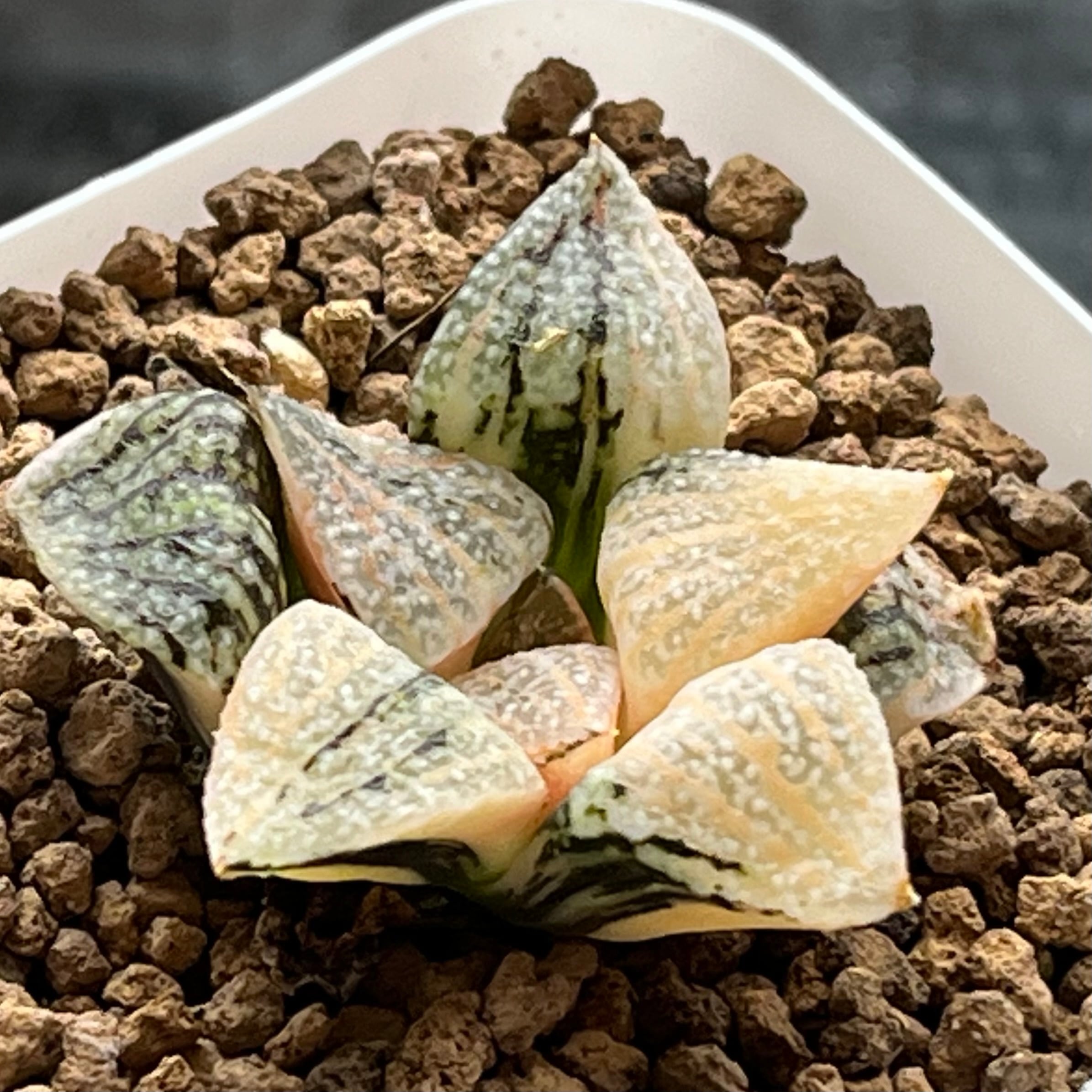 ハオルチア 具味城錦 | mocono_plants