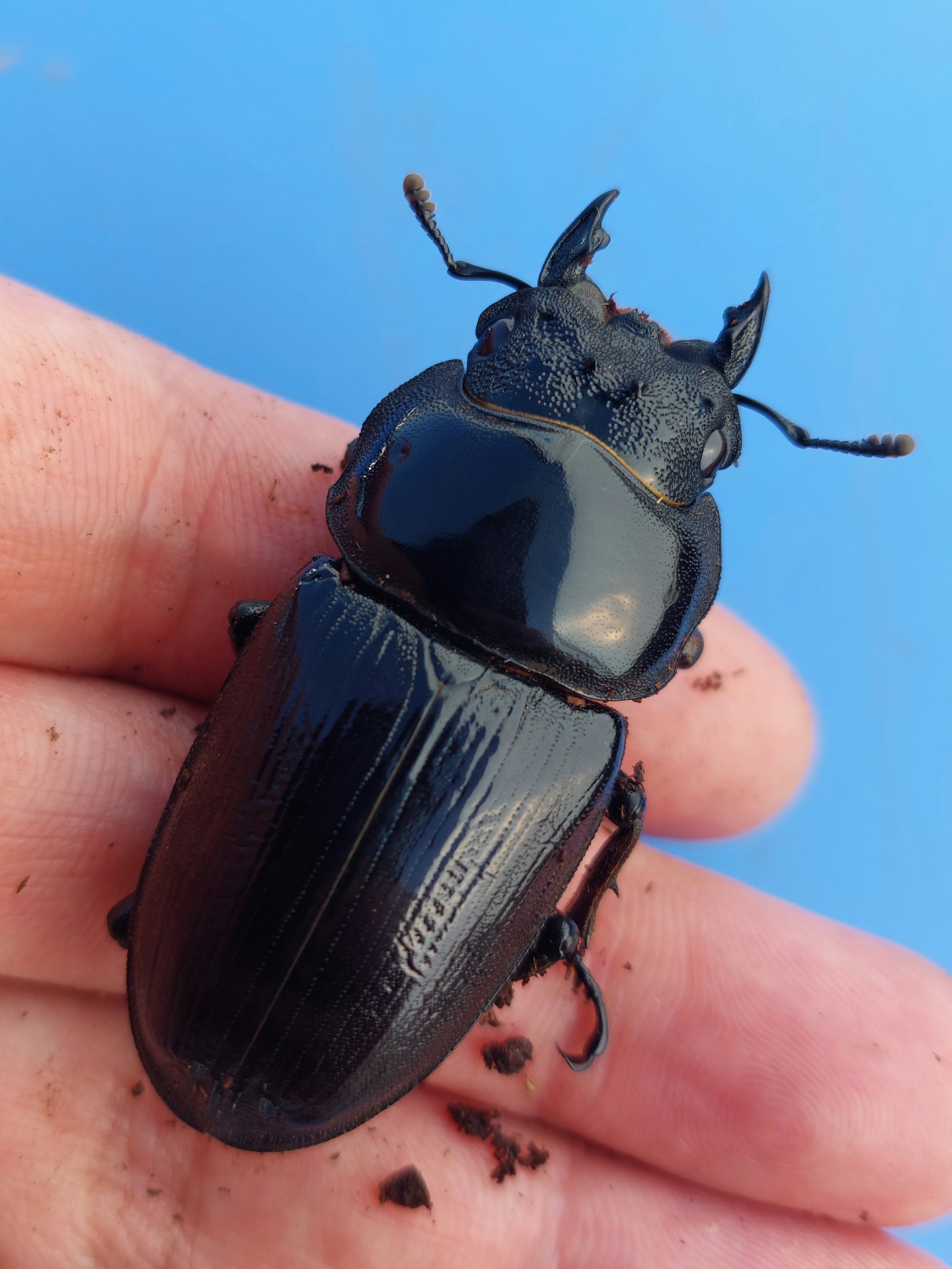 即ブリ久留米産オオクワガタ１♂４♀ Yahoo!オークション - 「久留米オオクワガタ」の落札相場・落札価格