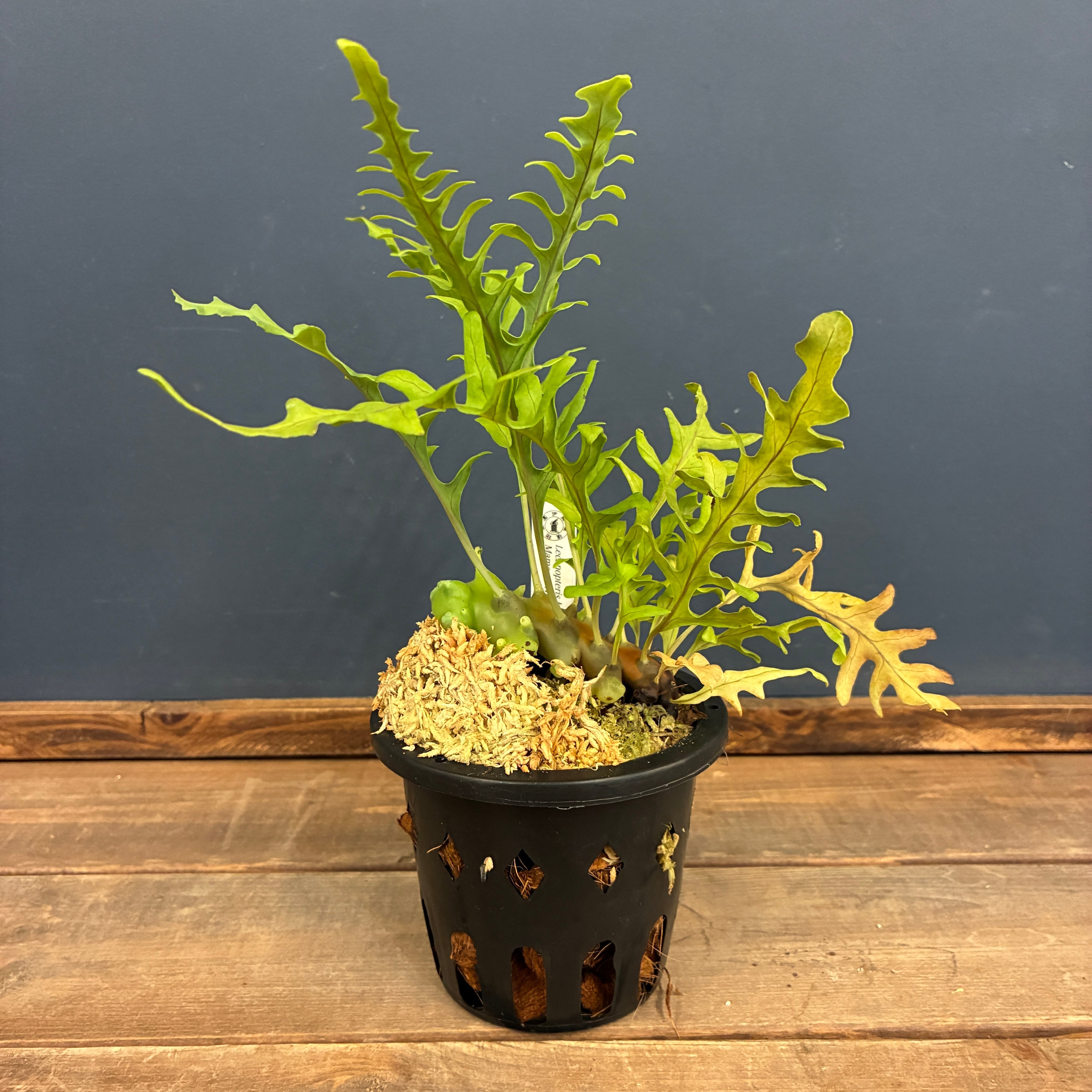 着生植物 | PROTOLEAF プロトリーフ