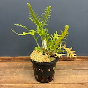 【抽選販売】【伊藤蟻】Lecanopteris balgooyi (blue type) Mamasa(限定2)