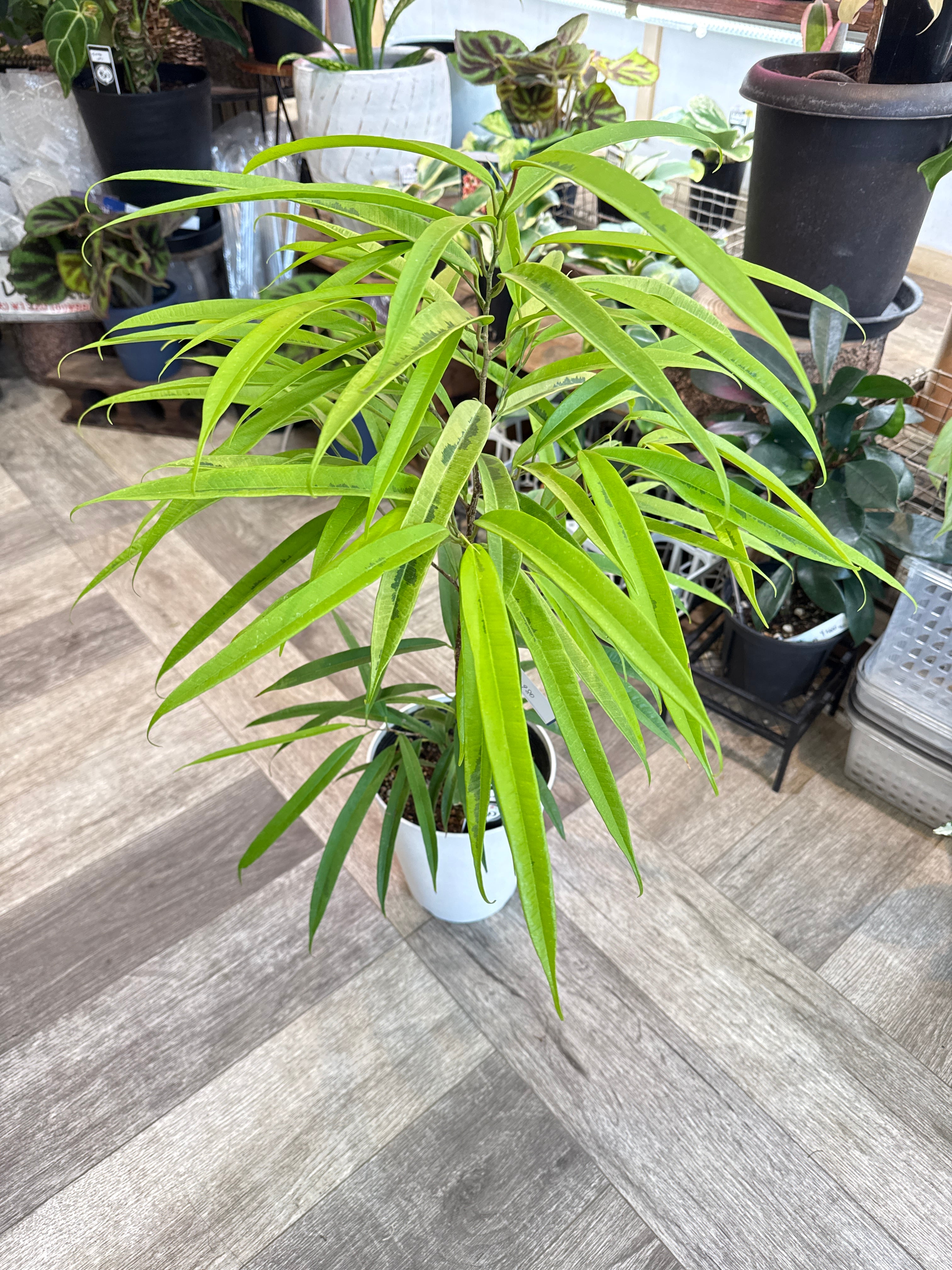 クッソニア スピカータ | Gardenえん 【観葉熱帯植物】