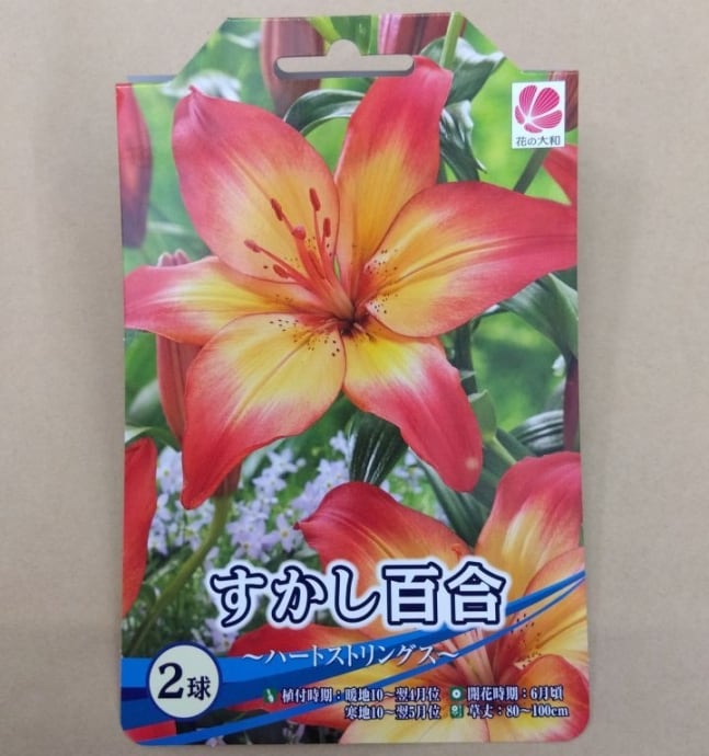 球根 オリエンタル系百合 ユリ 【ホワイトトルネード】改良ダブル