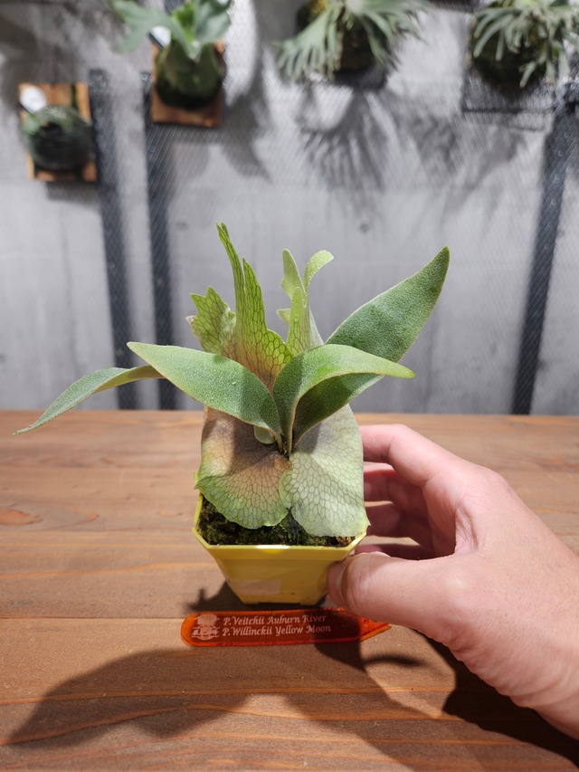 P.veitchii Auburn River × P.willinckii Yellow Moon Sporelings【artPLANTs/PLANTSGARAGE】ビカクシダ/Platycerium