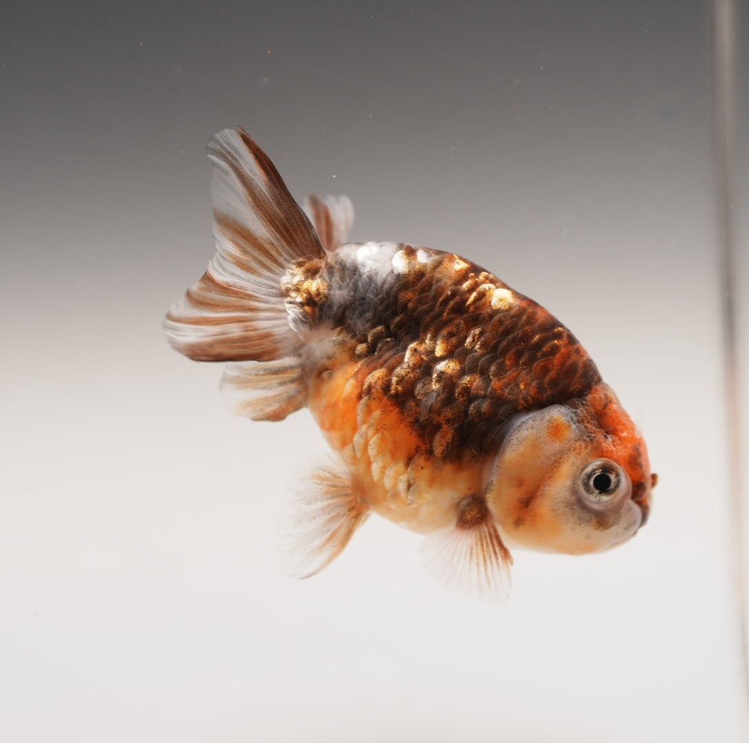 極光金魚展