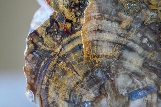 珪化木 Araucarioxylon 11