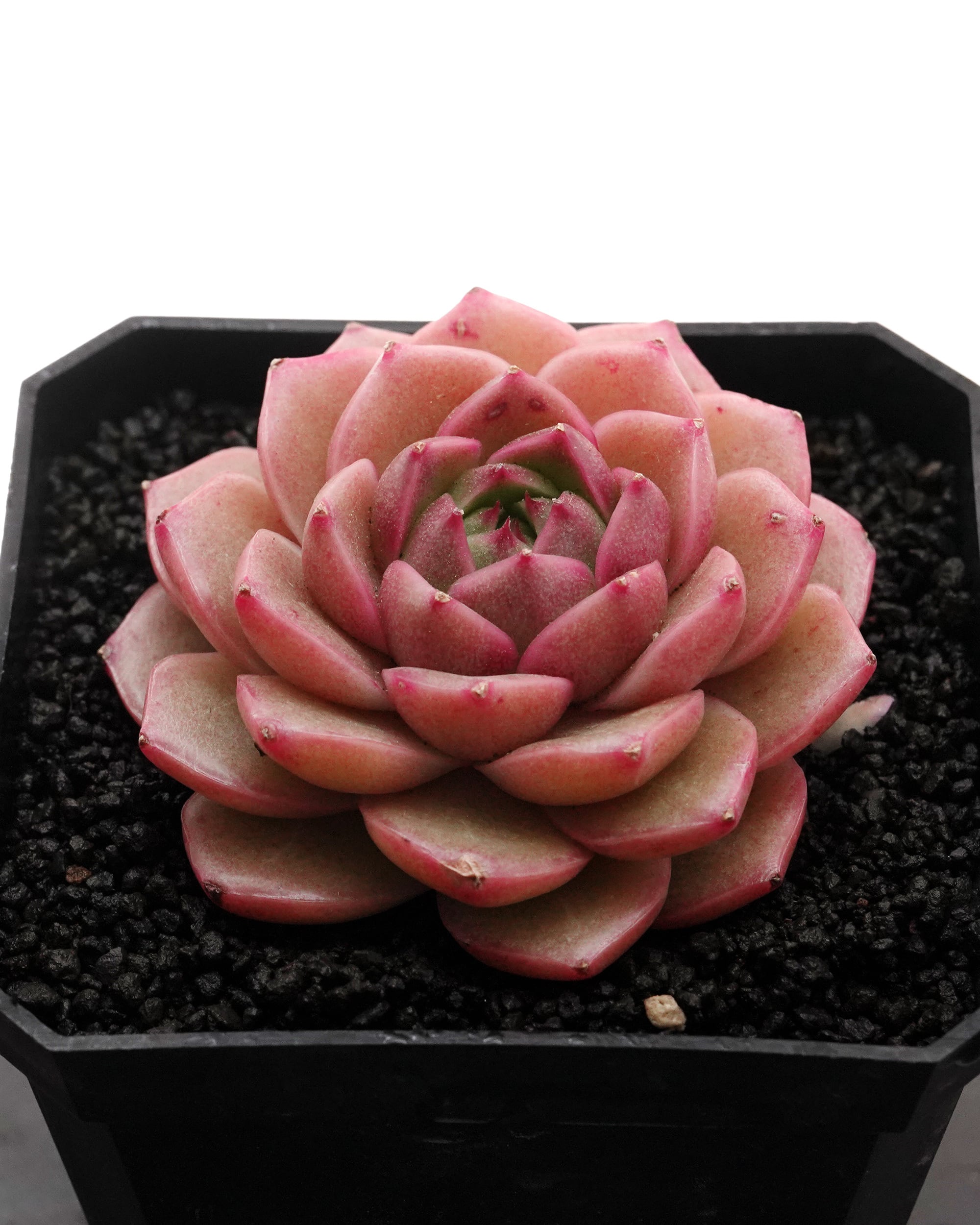 レア種・新品種 | PUKUBOOK SUCCULENTS