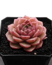カット苗 ペニンシュラローズ Echeveria 'Peninsula Rose'