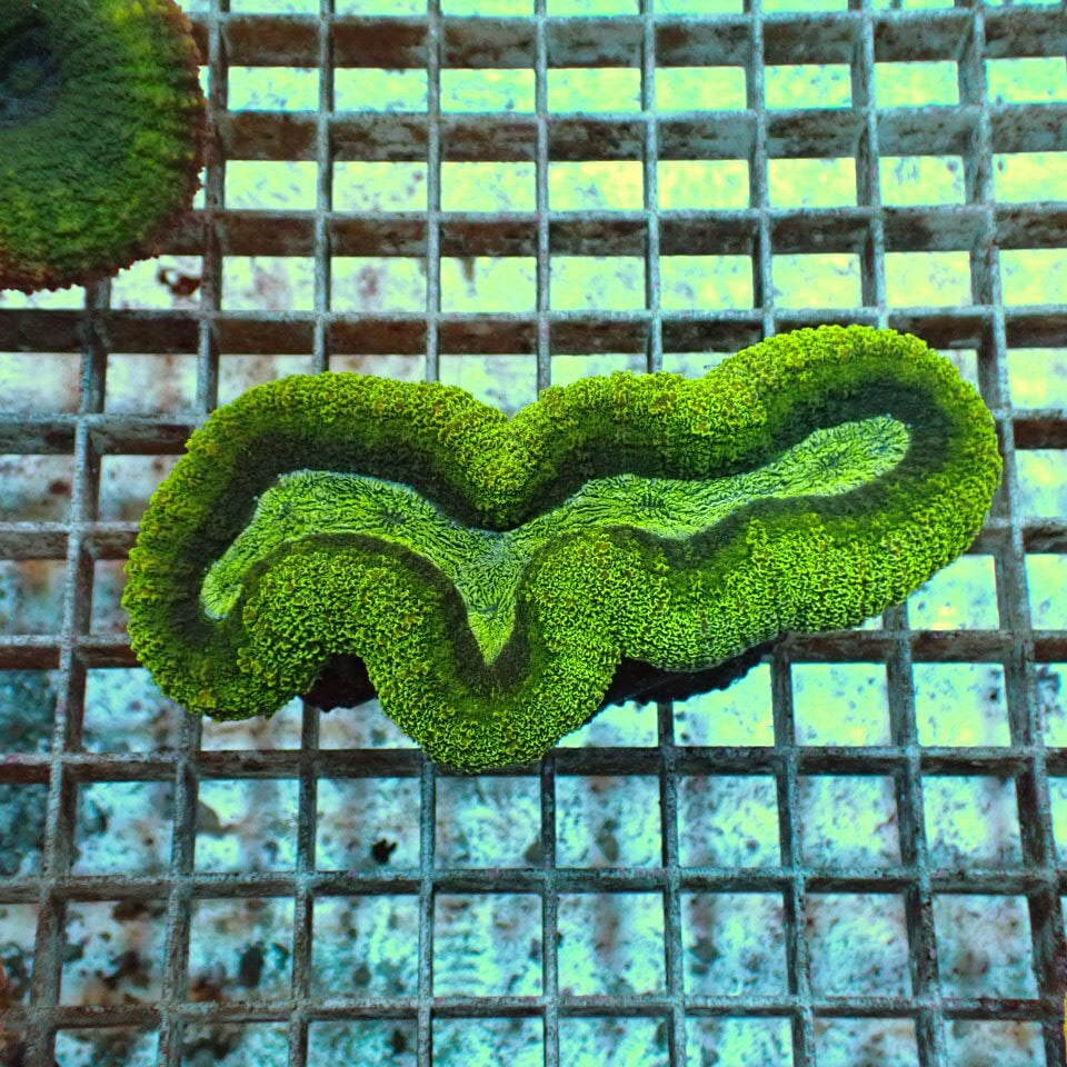 ハナガタサンゴ | HOUSE REEF(ハウスリーフ)サンゴ・海水魚・海藻