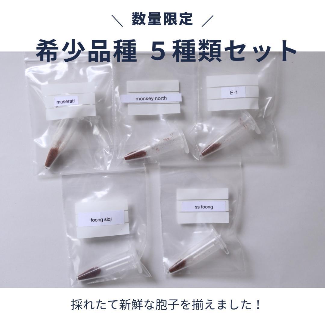 ビカクシダ 4種セット (数量限定 希少ビカクシダ4種120株まとめ ビカクシダ 4種セット (数量限定 希少ビカクシダ4種120株まとめ
