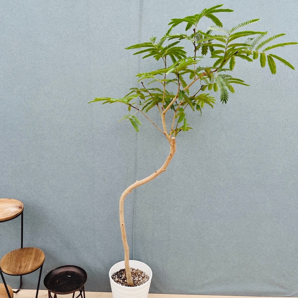 現品］15番 エバーフレッシュ 曲がり 7号 観葉植物 室内 大型 人気