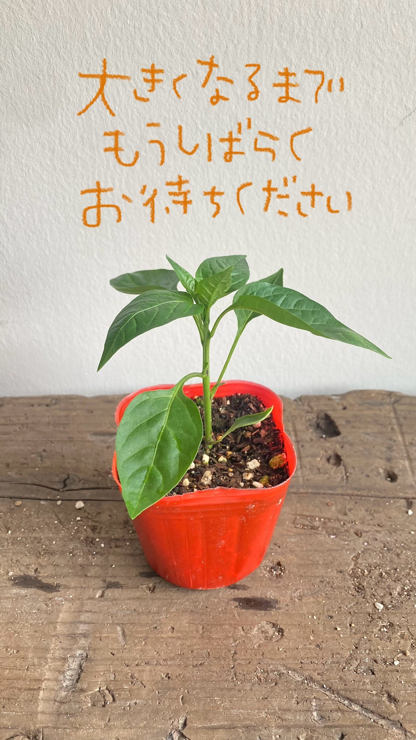 苗のお店