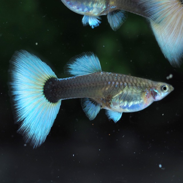 【セール】ドイツイエロータキシード　3ペア＋リボンメス1匹