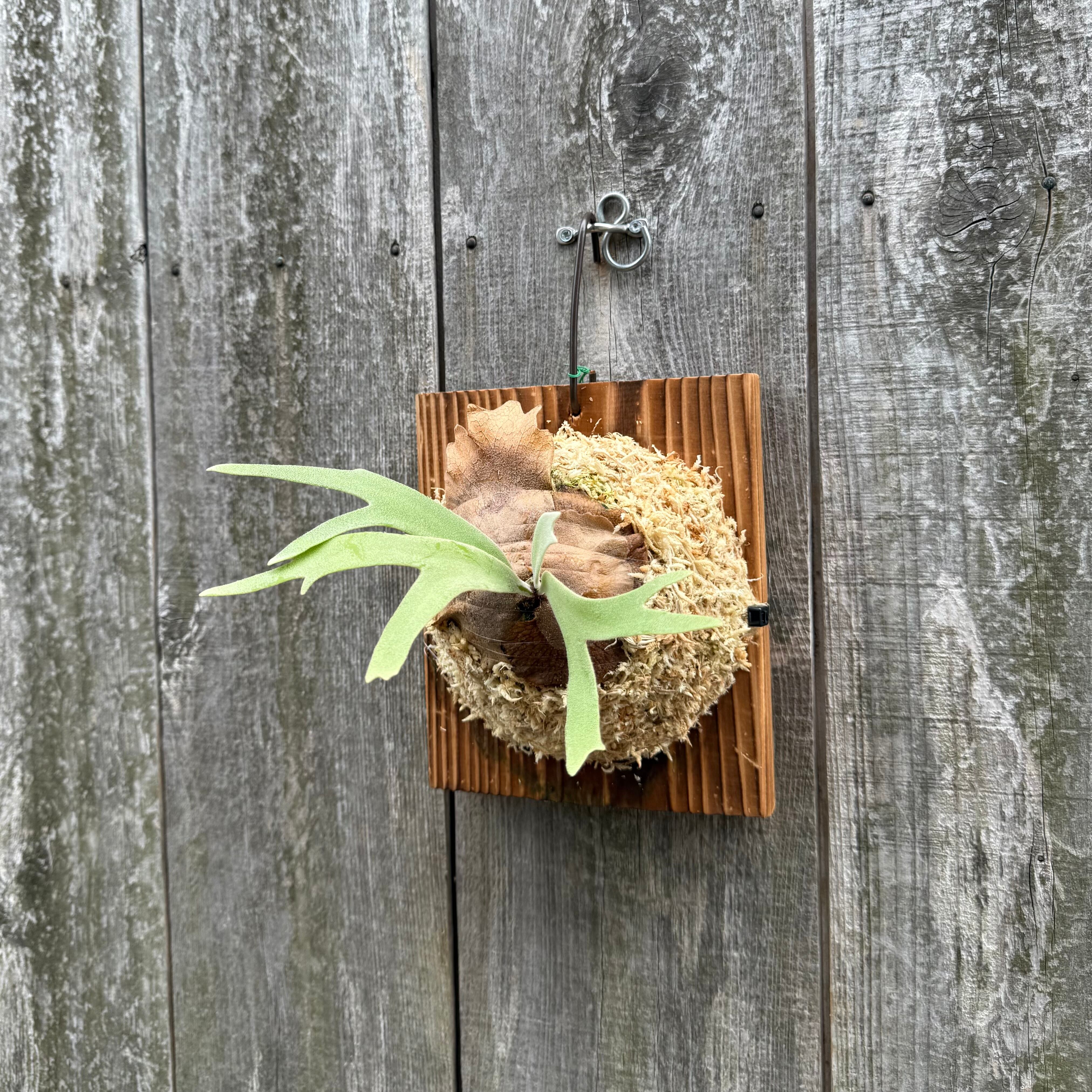 ビカクシダ P. willinckii cv. Sombrero ビカクシダ P. willinckii cv. Sombrero P. willinckii cv. Sombrero