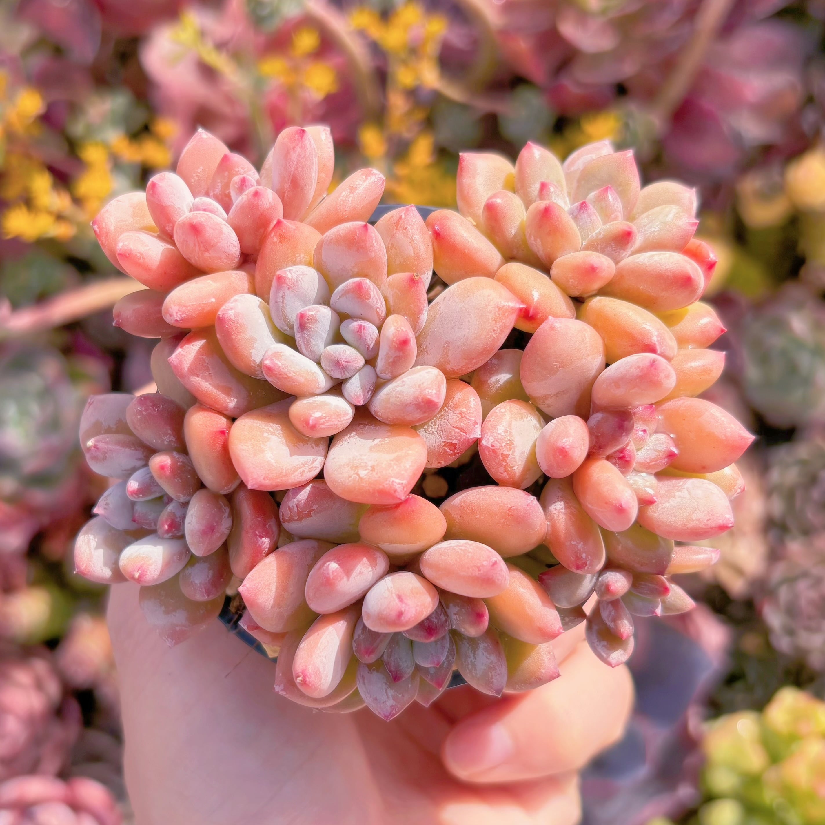 現品　紅小珠#M282　るる農園