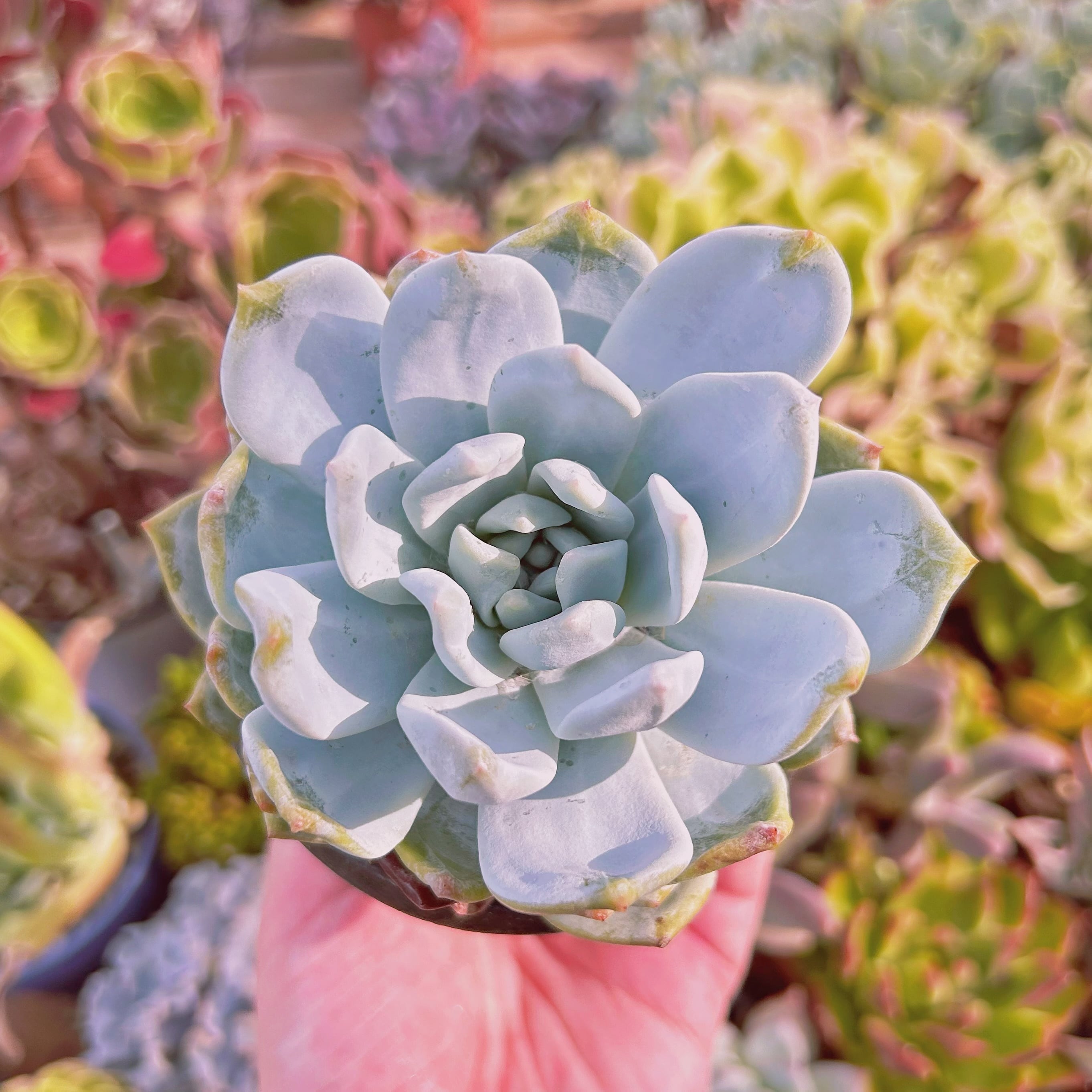 現物　多肉植物　ピンクモンロー　特大　抜き苗